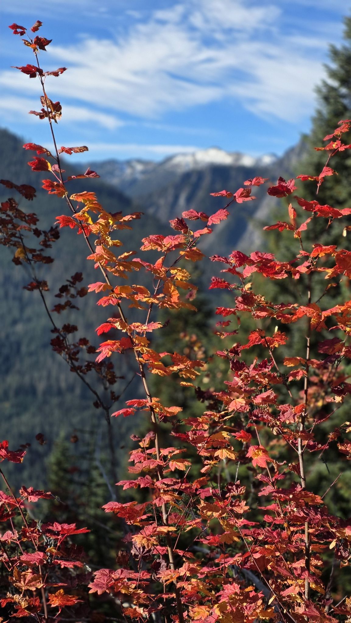 Vibrant red autumn leaves in foreground with blurry mountain background. - Frog Mountain Trail