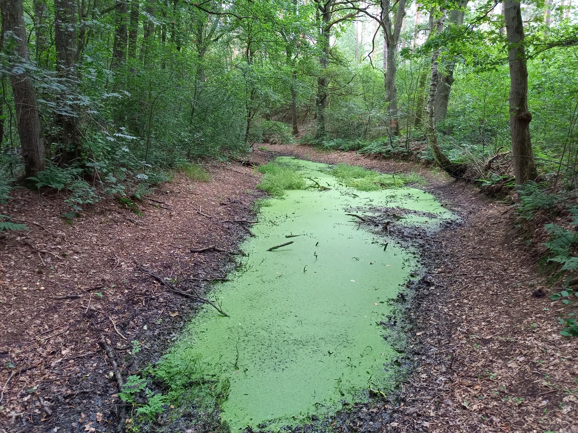 Ursprungstal der Oker