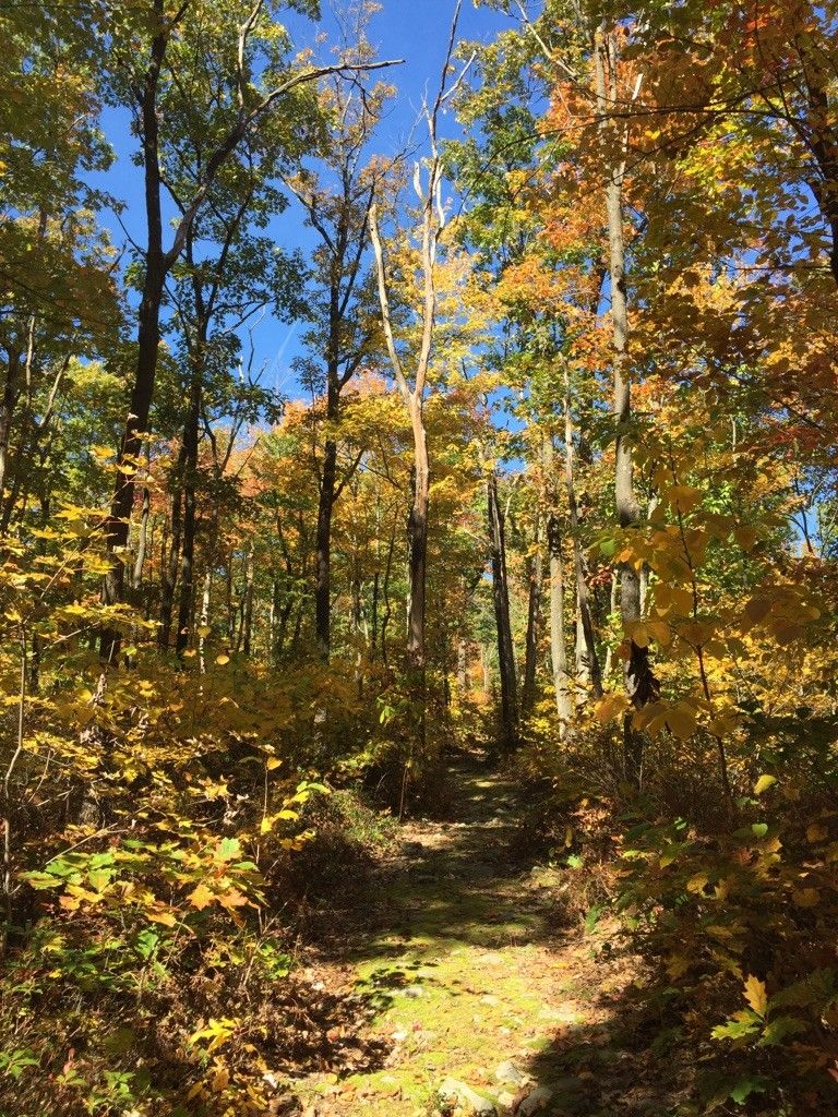 A sunlit forest path winding through vibrant autumn trees under a clear blue sky. - Allegheny Front Trail