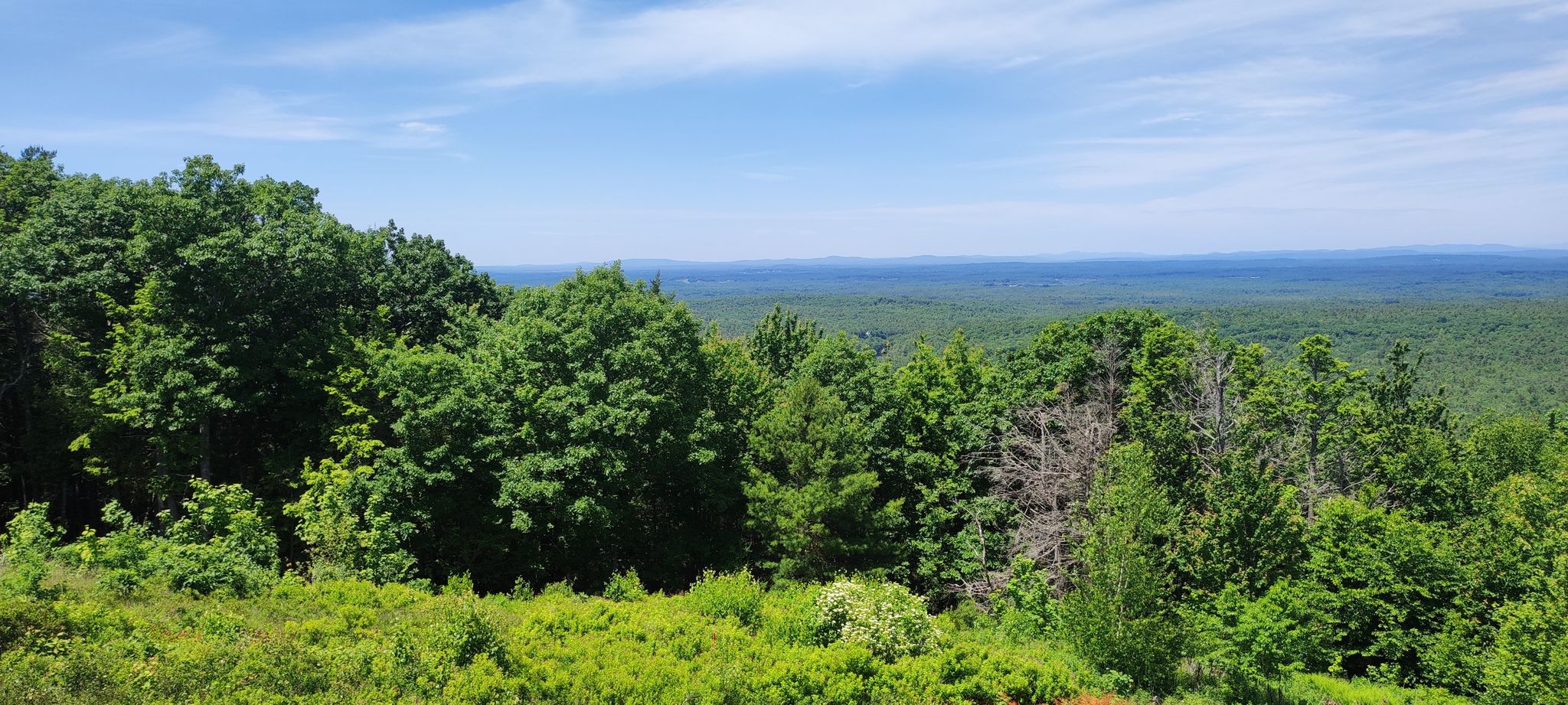 Expansive green forest canopy under a bright blue sky with distant horizon. - Second Hill via Sweet Fern Trail