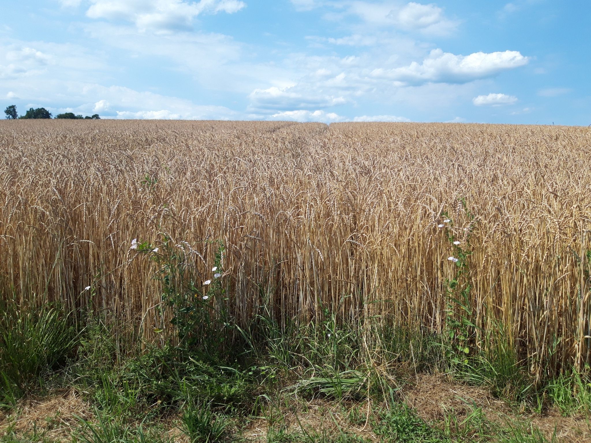 Reifes Kornfeld