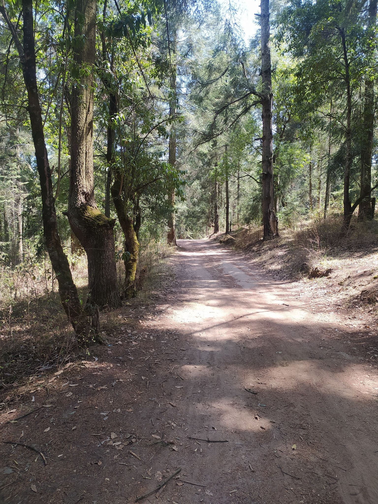 un poco de bosque