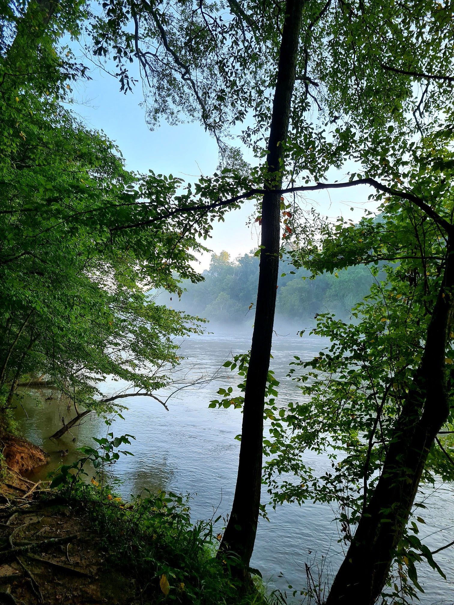 Misty river framed by lush green trees under soft morning light. - Cochran Shoals Trail – Sope Creek Trail loop from Gold Branch Trailhead