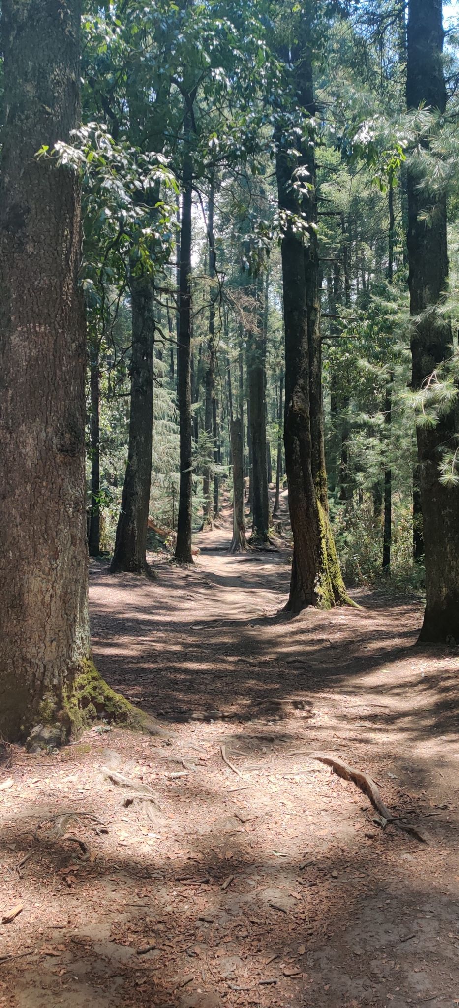 lovely wooded walk