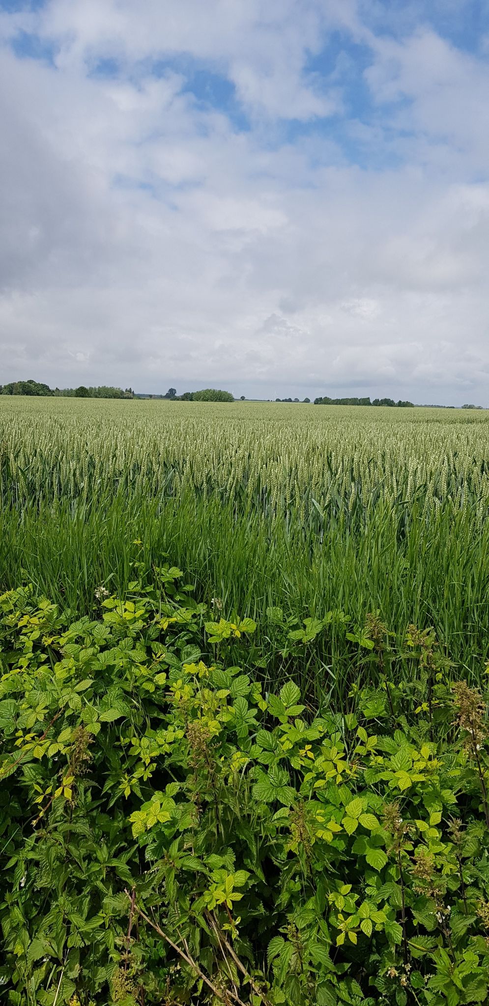 niks als landerijen bij Bettancourt