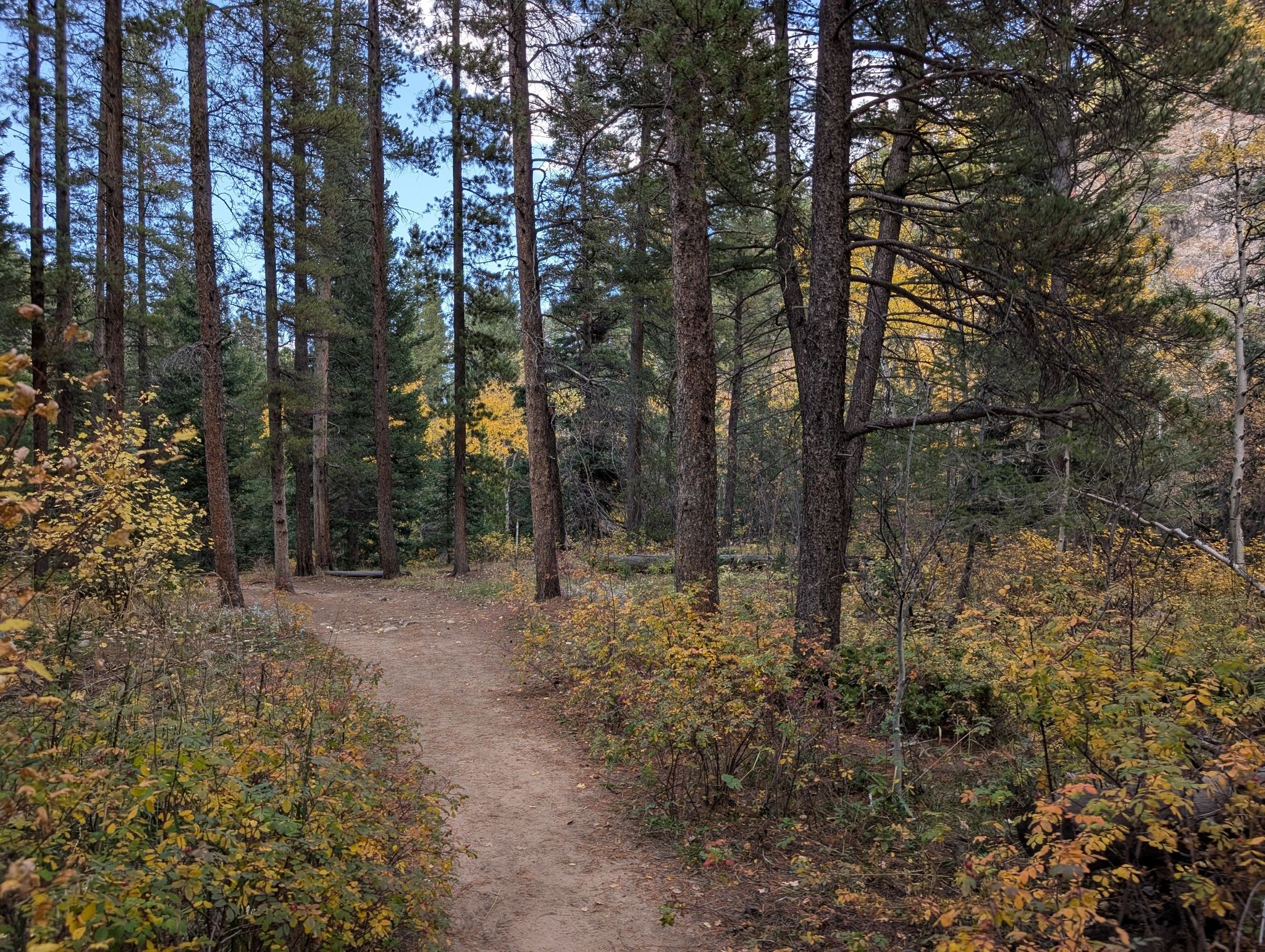 A narrow dirt path winds through a dense forest with autumn foliage. - Ceran St. Vrain Trail