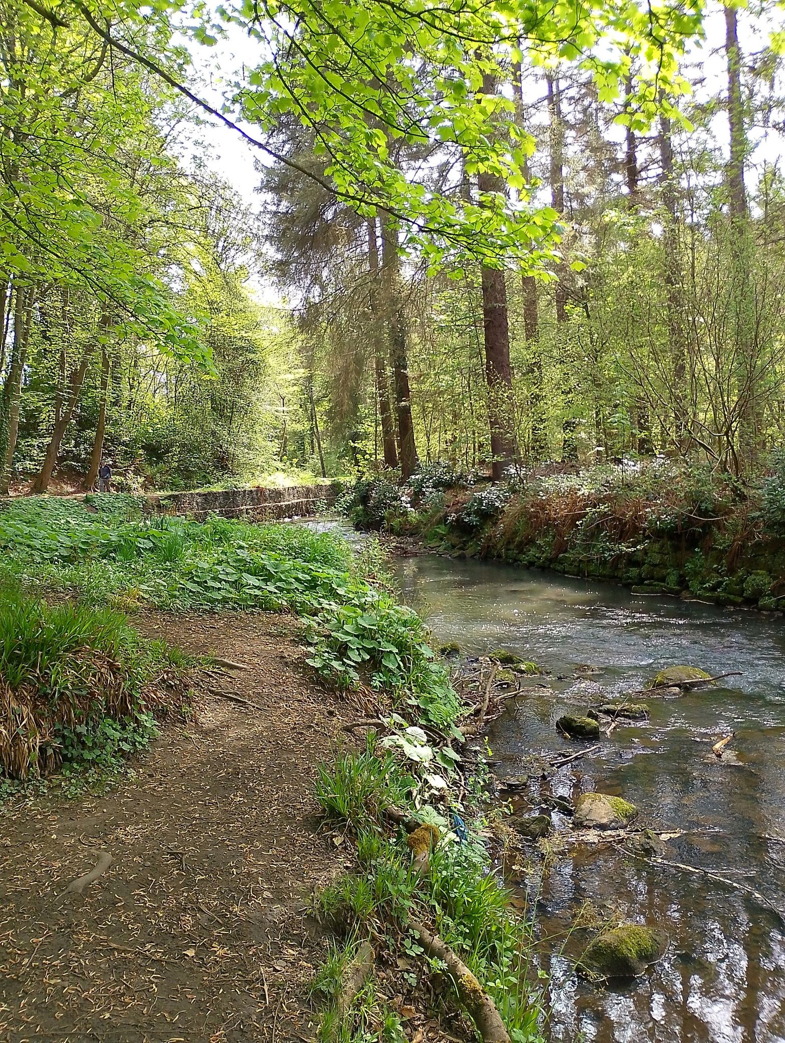 Bluther burn, Valleyfield woodlands.
