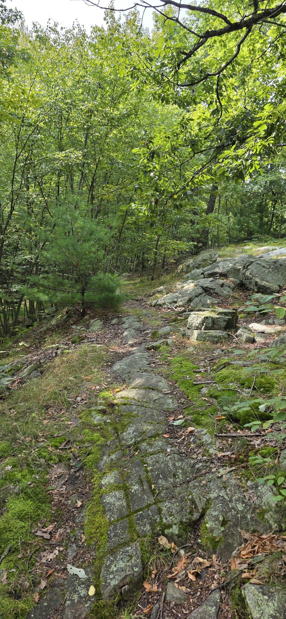A mossy, rocky path winds through a vibrant green forest in sunlight. - Claudius Smith's Den Short Loop