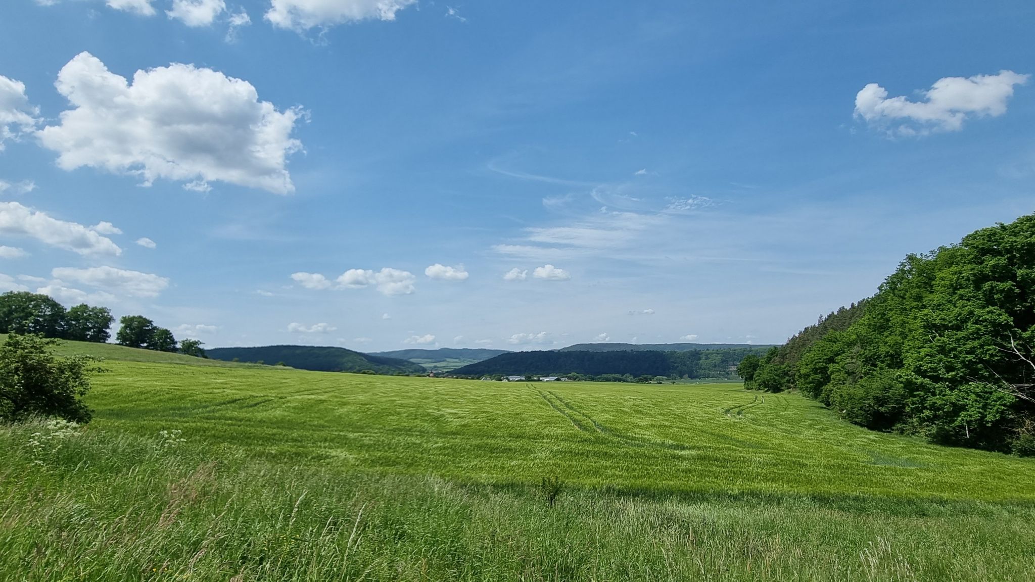 Gerstenfeld vor Ölknitz