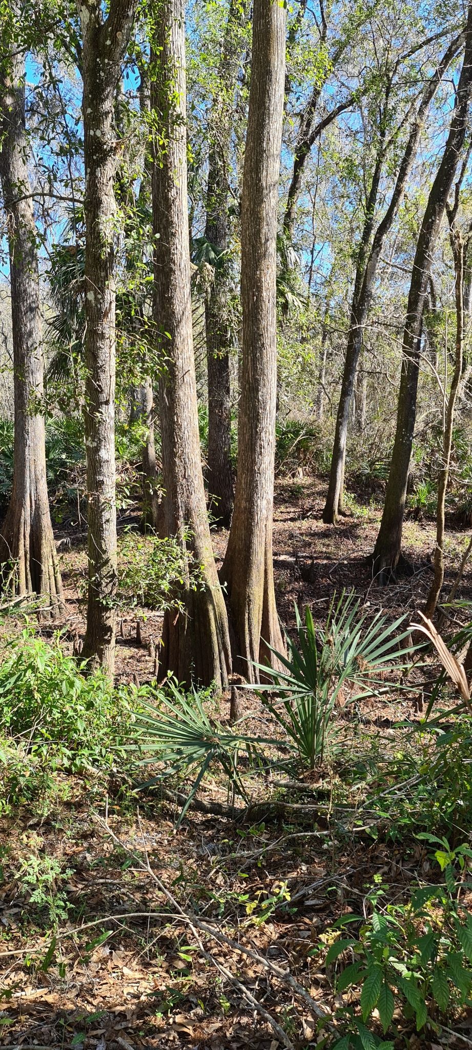 Tall trees with prominent roots in a sunlit, dense forest. - Hillsborough River – Flatwoods Conservation Park loop from Pepsi
