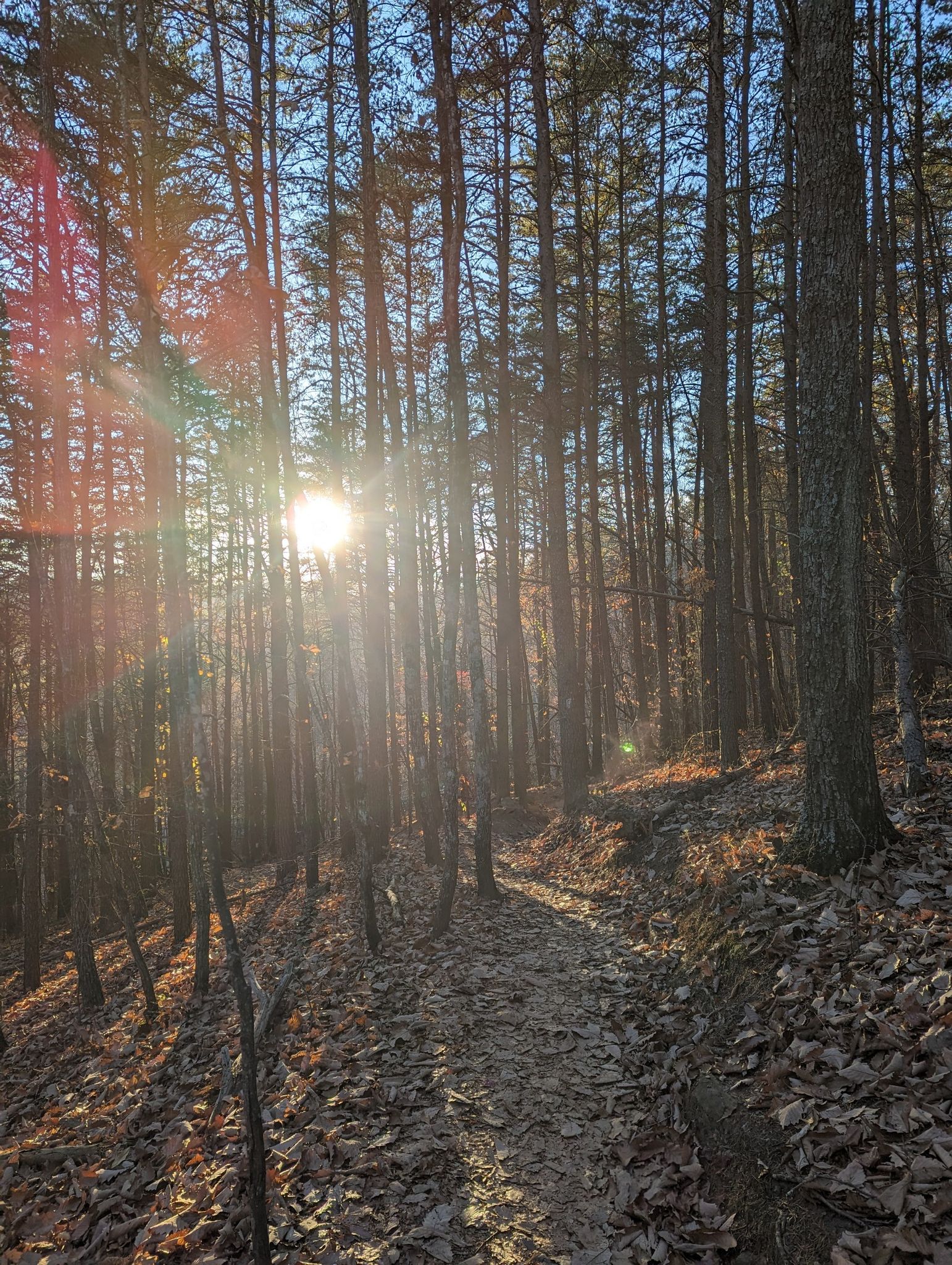 Sunlight streams through tall pine trees onto a leaf-covered forest path. - Sassafras Loop Trail – Paris Mountain State Park loop from Paris Mountain State Park