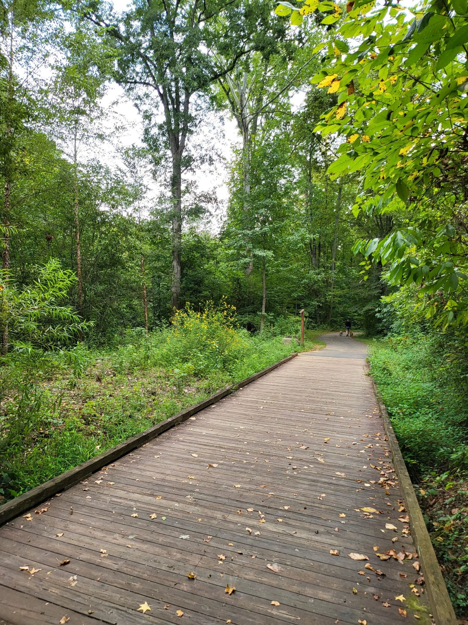 Wooden boardwalk path through a lush green forest on an overcast day. - Torrence Creek Greenway