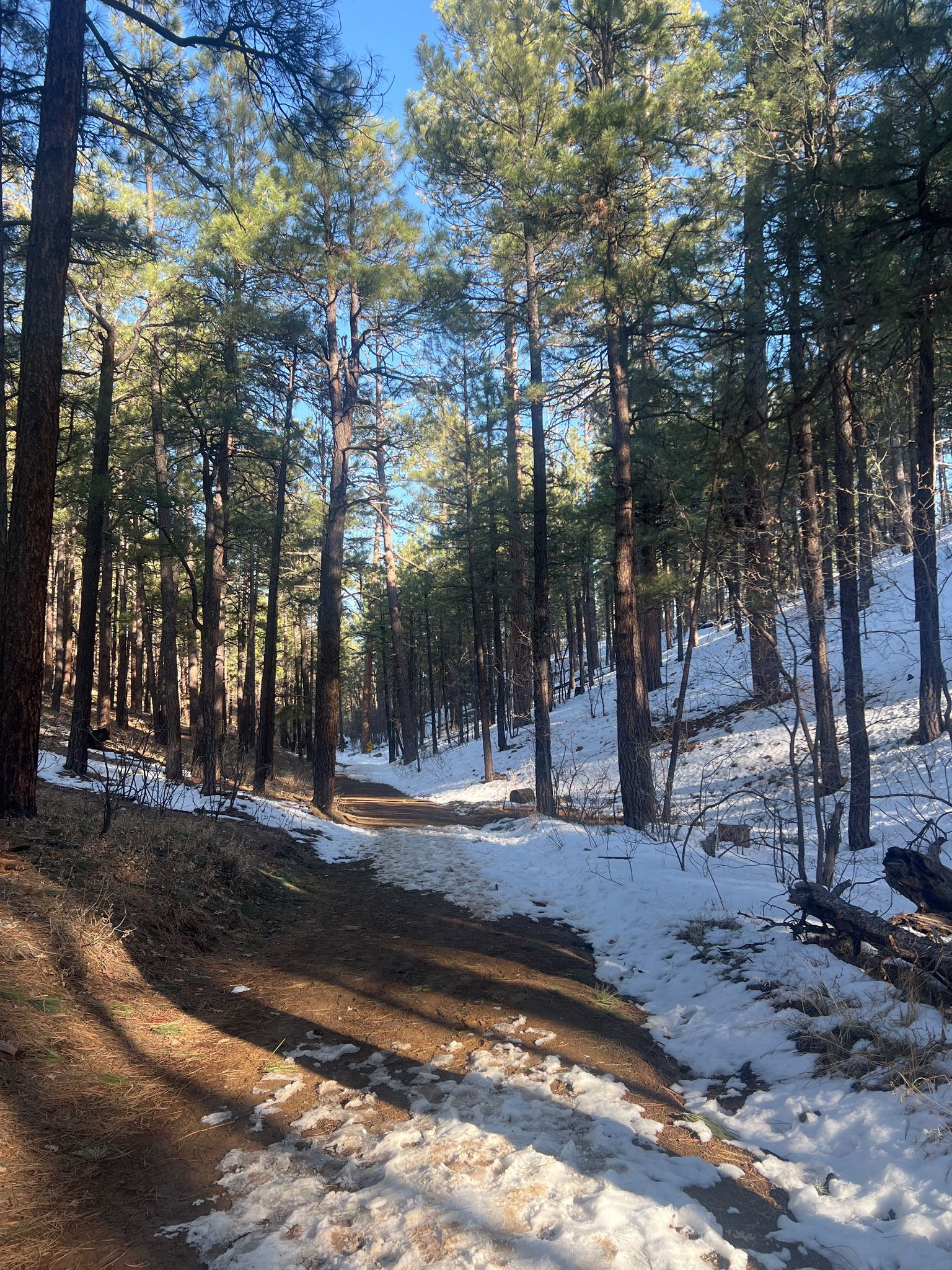 A snowy forest path winds uphill through tall pine trees on a sunny day. - Mars Hill and Tunnel Springs Loop