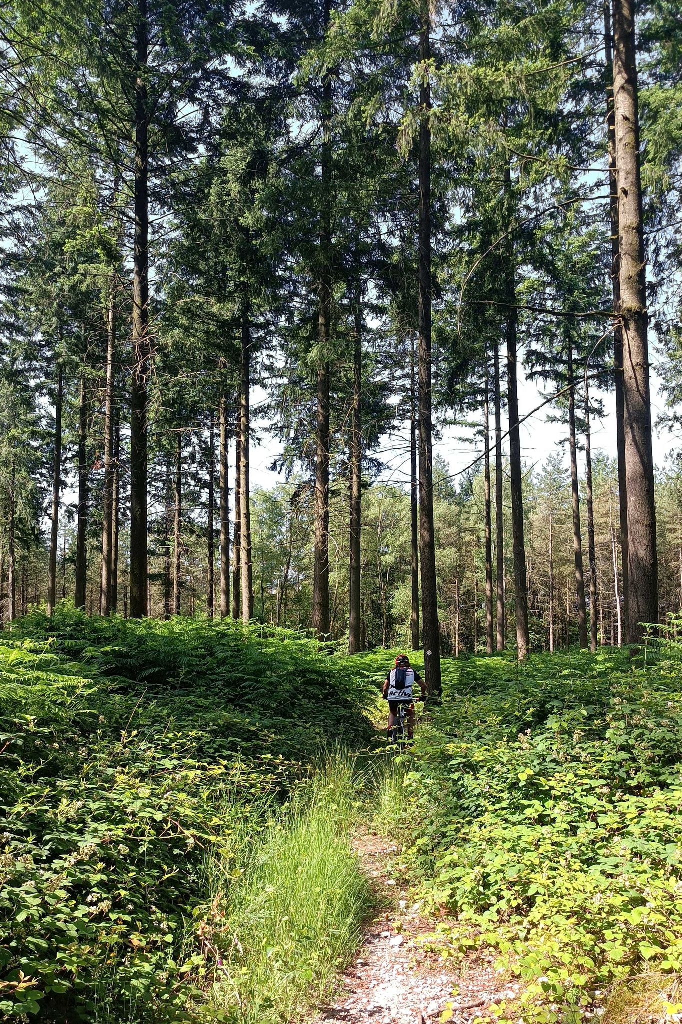 Les grands pins sur le haut de la forêt de Beaujeu