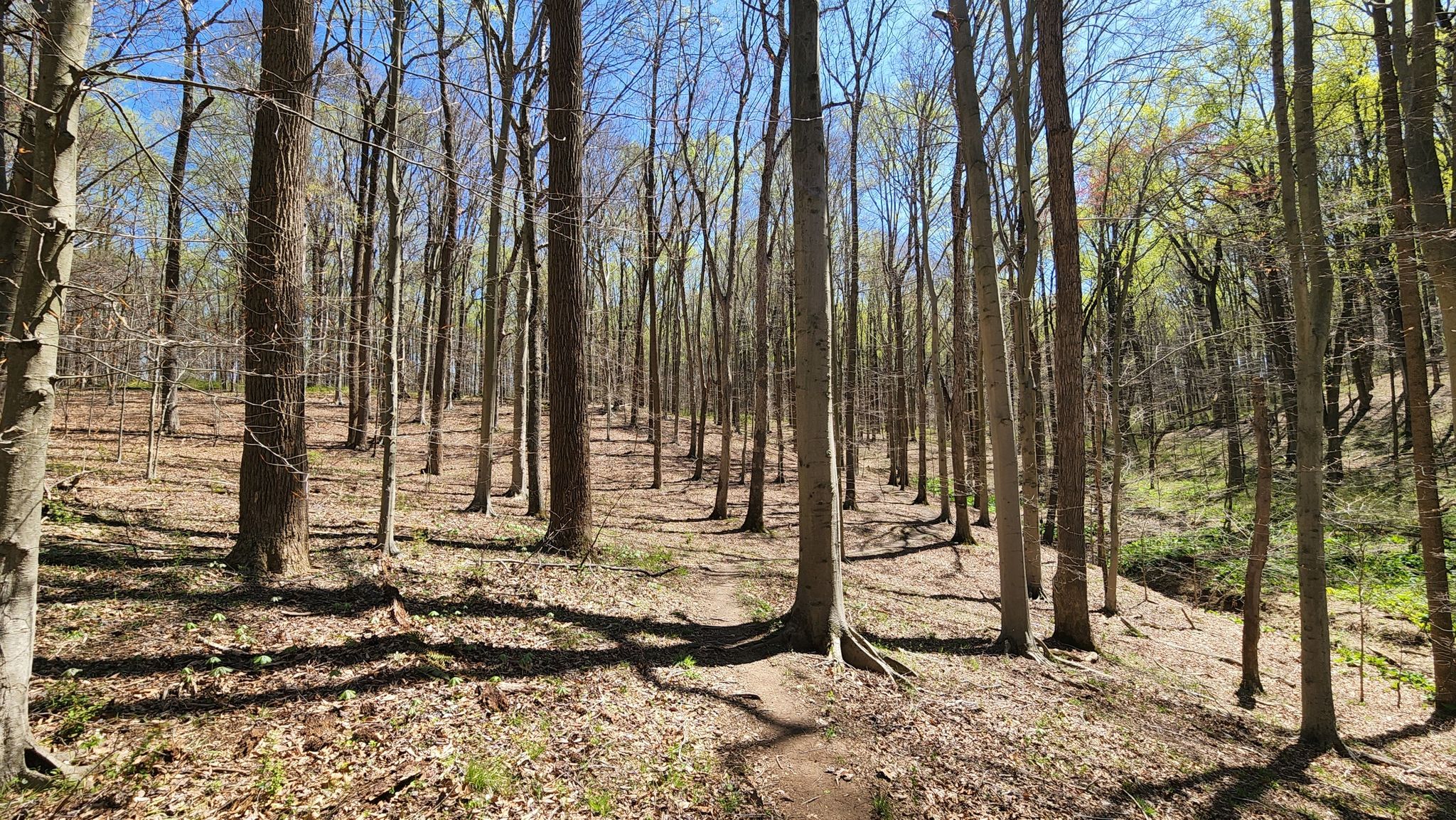 Sunlit forest with tall, bare trees casting long shadows on the ground. - Merryman's Mill Trail Loop