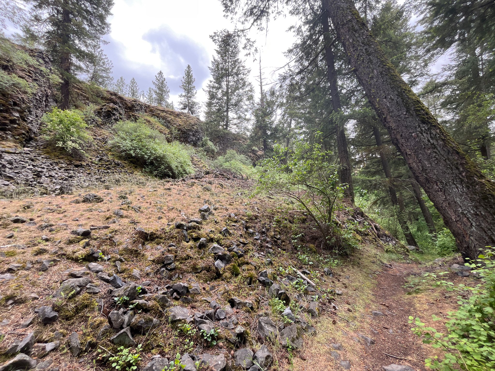 A rocky, forested hillside with a dirt path under an overcast sky. - Trail 102 Loop