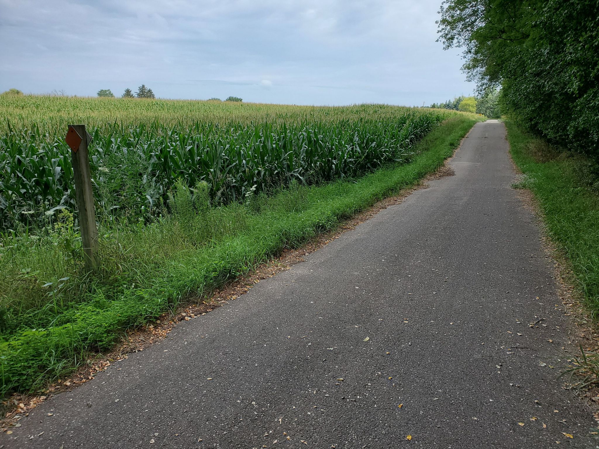 Paved road alongside a tall green cornfield under an overcast sky. - Nagawicka Lake loop from Nagawaukee Park & Ride