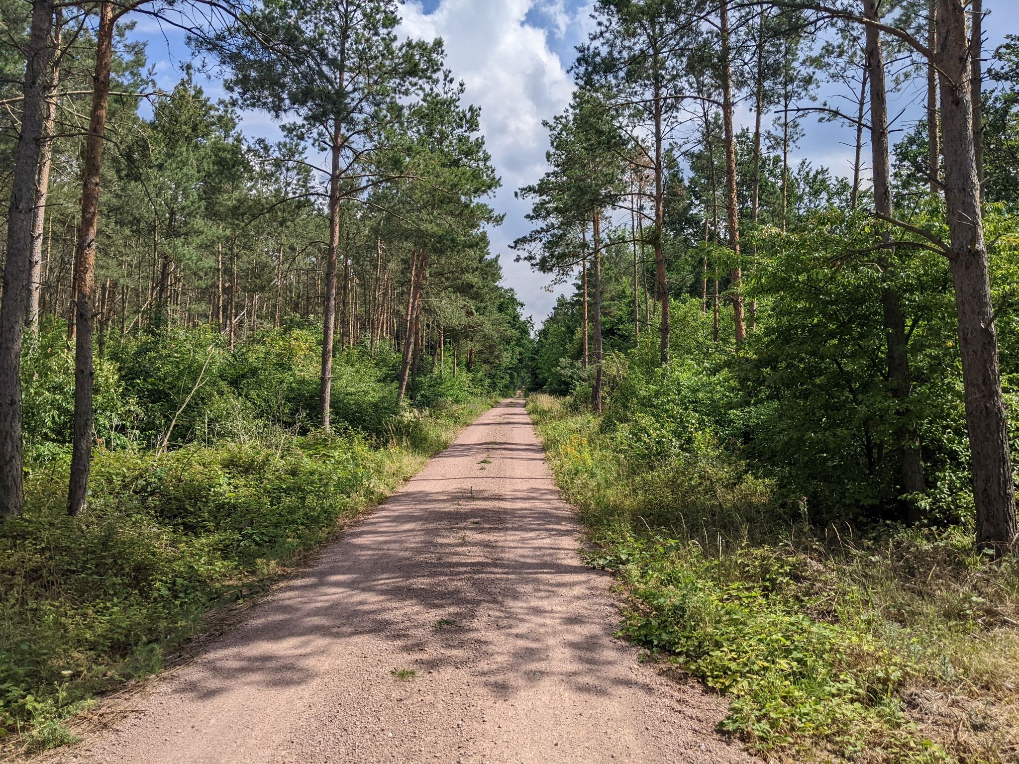 Mosigkauer Heide
