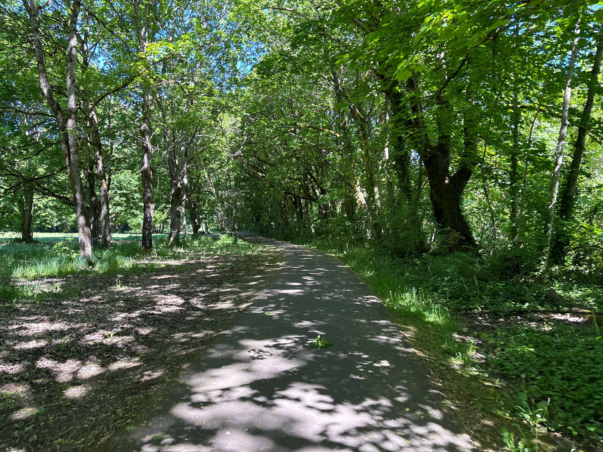 Shady paved path winding through a lush green forest on a sunny day. - Corvallis Bike Loop