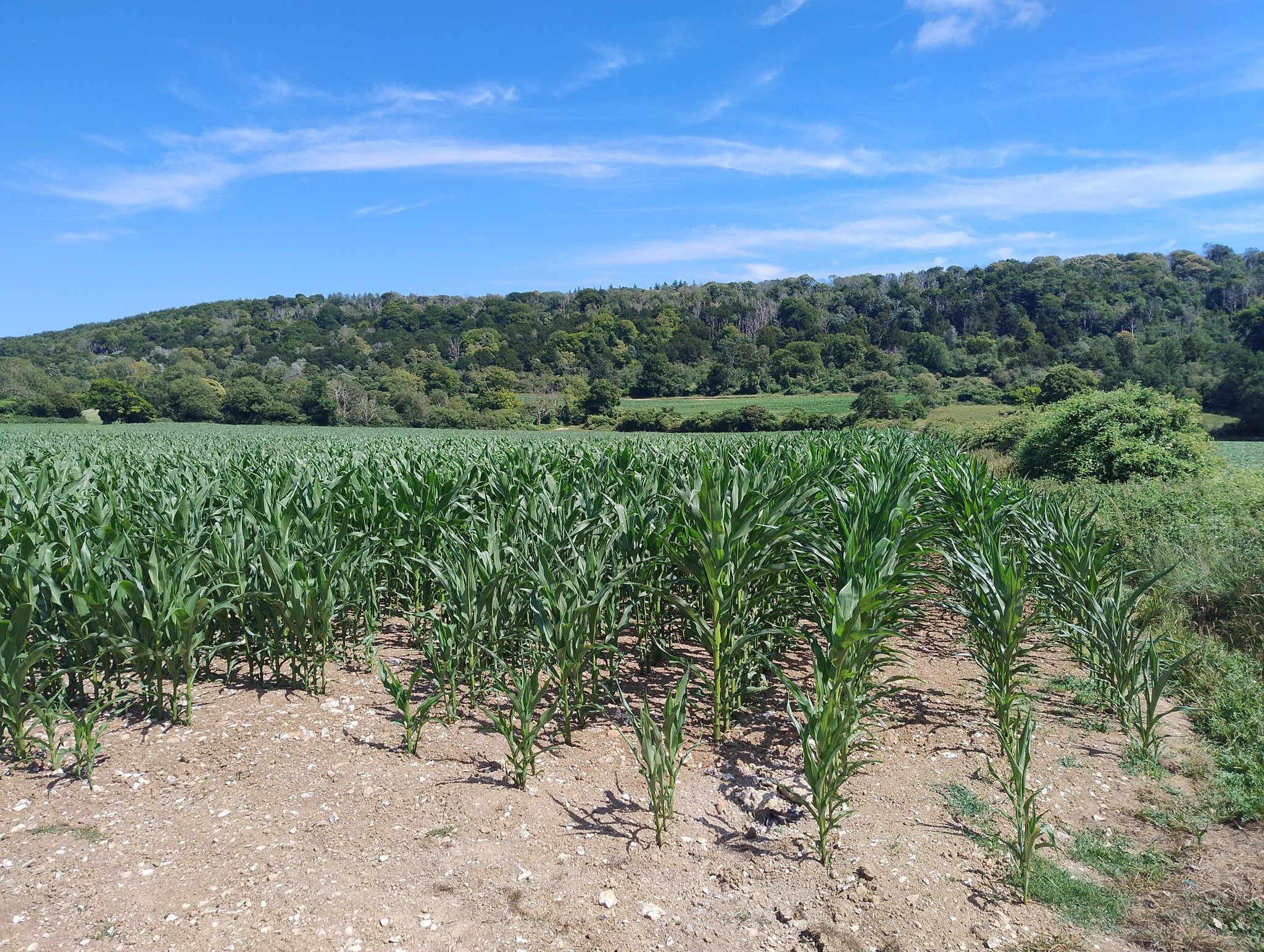 corn next to vineyards with gorgeous backdrop