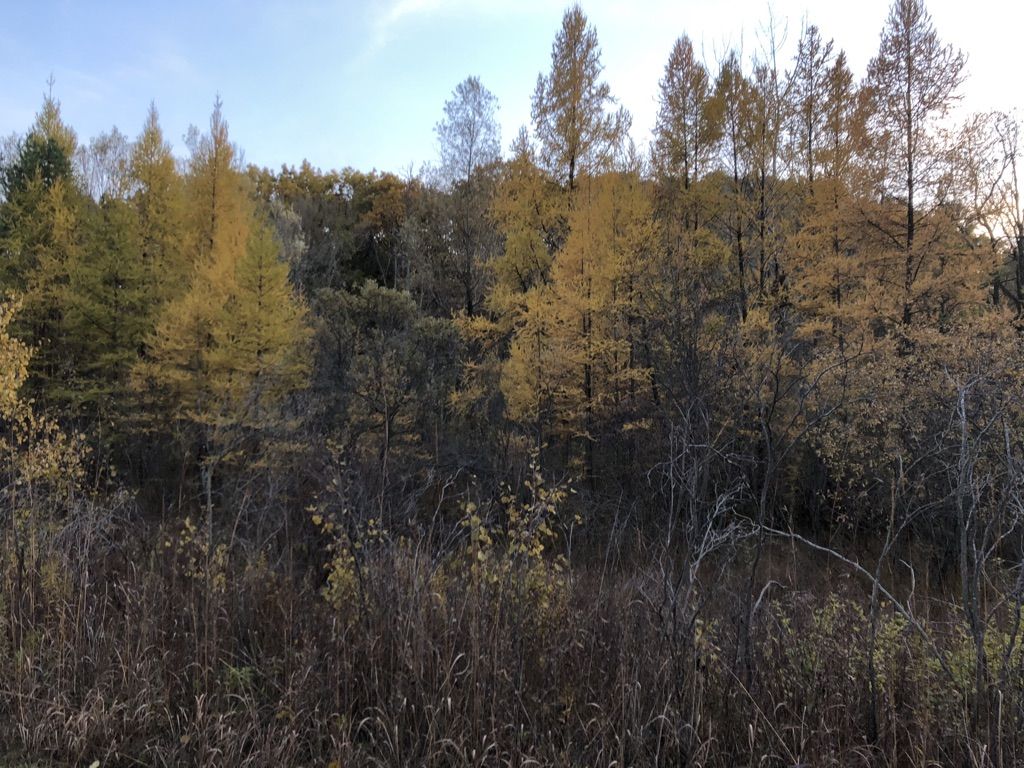 A forest landscape with trees displaying yellow and green autumn foliage. - Paint Creek Trail