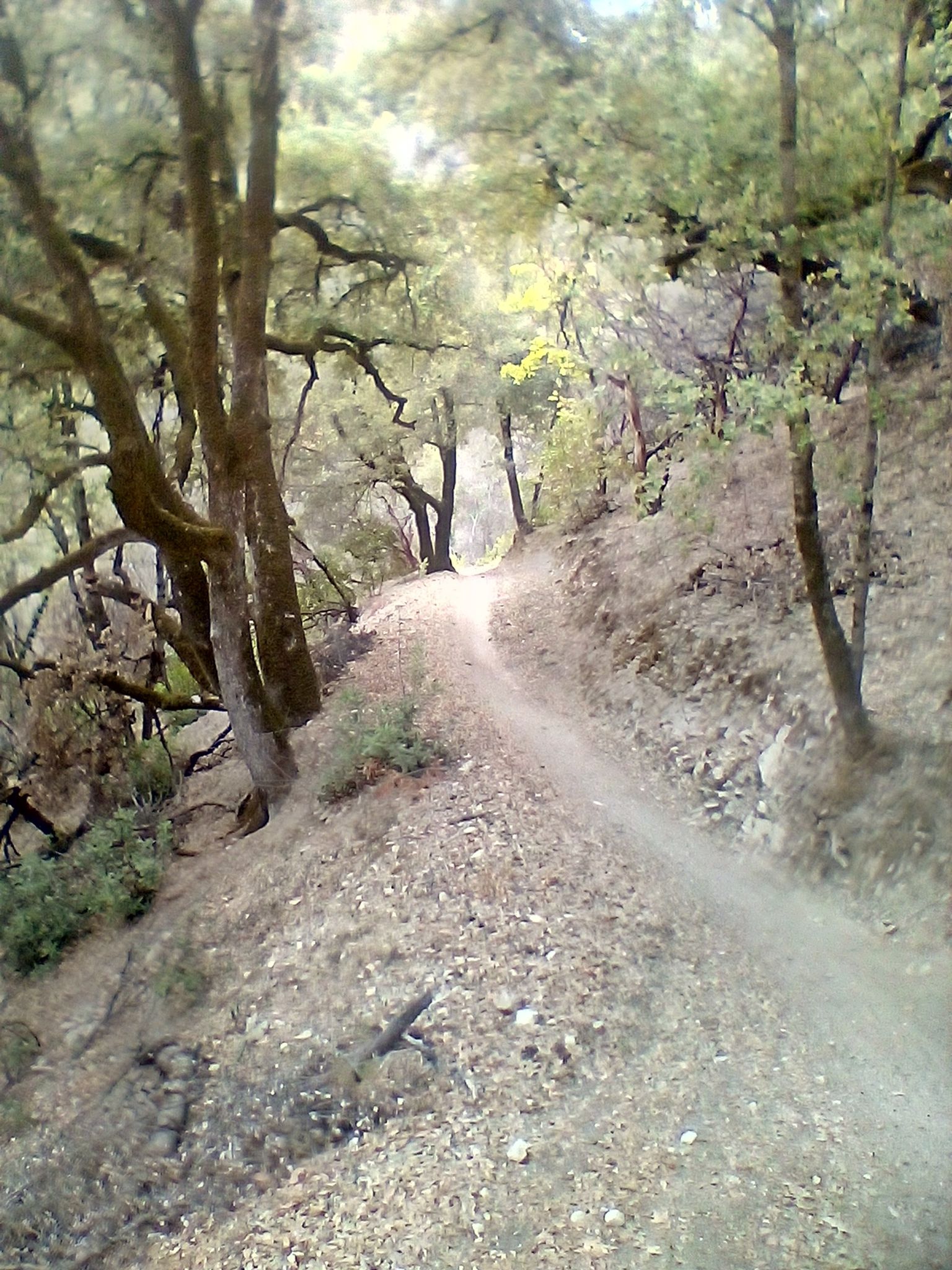 A winding dirt trail through a sun-dappled forest on a hillside. - Swasey Recreation Area loop from Centerville