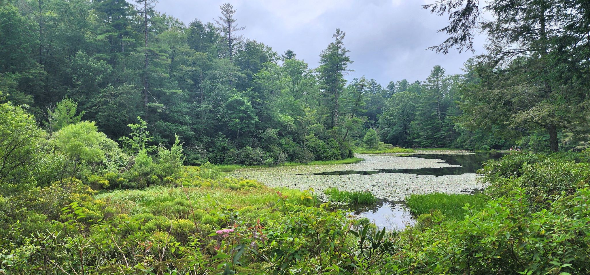 Overcast view of a pond covered in lily pads, surrounded by dense green forest. - Harris Lake – Ravenel Lake loop from Highlands
