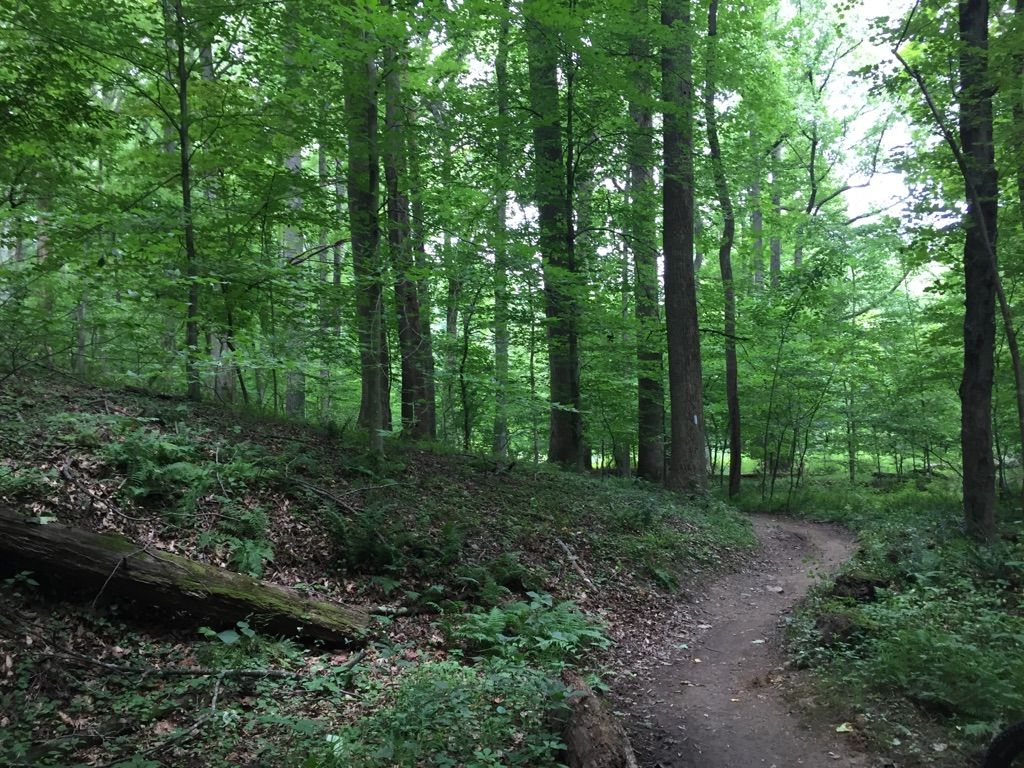 Winding dirt trail through a lush green forest with tall trees. - Muddy Branch Greenway Trail – Muddy Branch Stream Trail loop from North Potomac