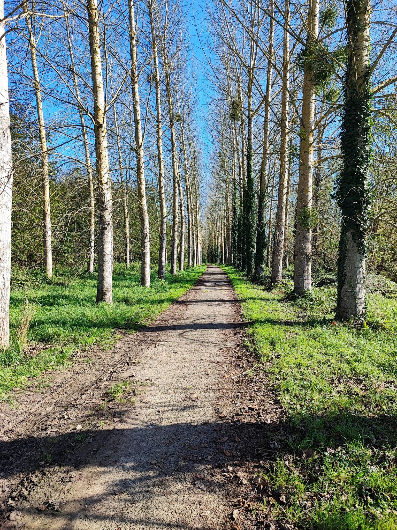 bord de Garonne. peupliers bien alignés 🌲