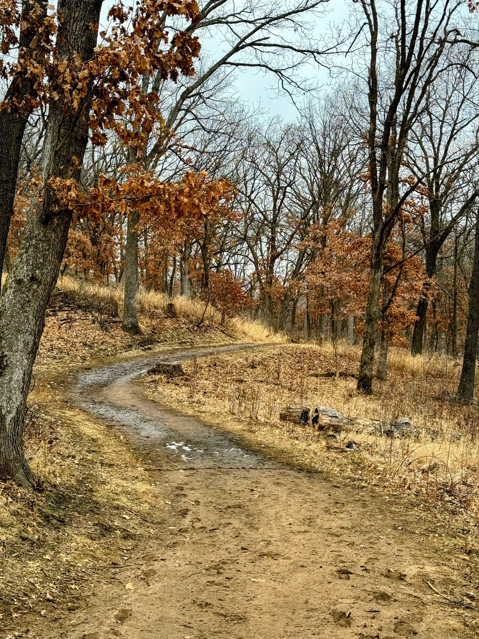 Winding dirt path through a forest with bare trees and brown leaves. - McDonough and Cattail Lake Loop