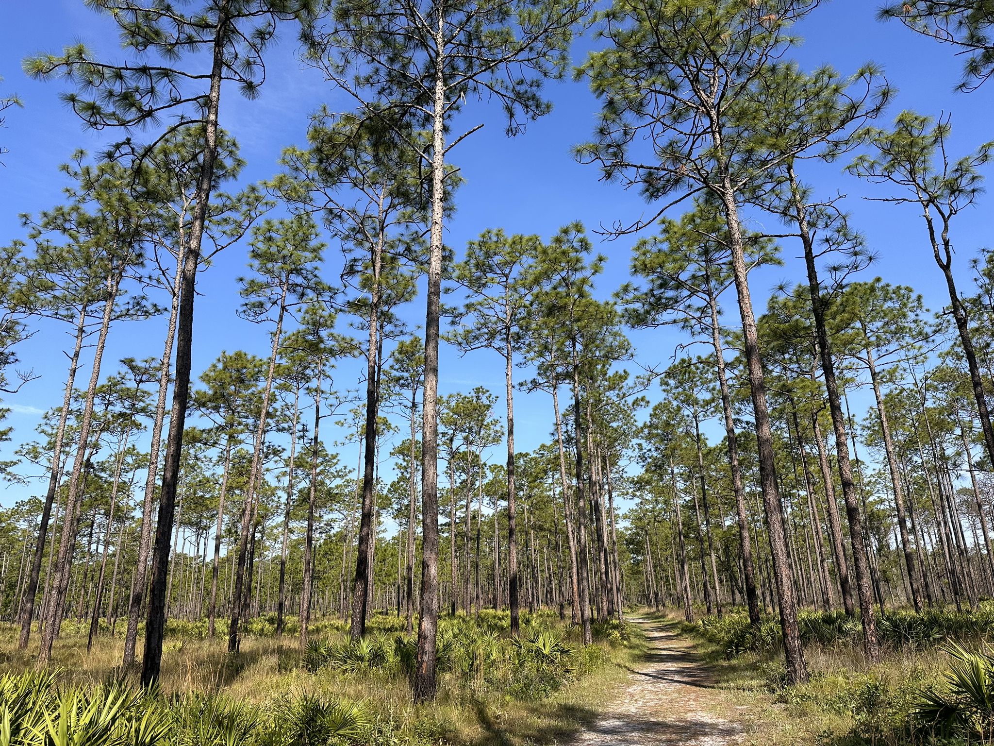 Tall pine trees line a dirt path under a clear blue sky. - White and Yellow Blaze Trails Loop