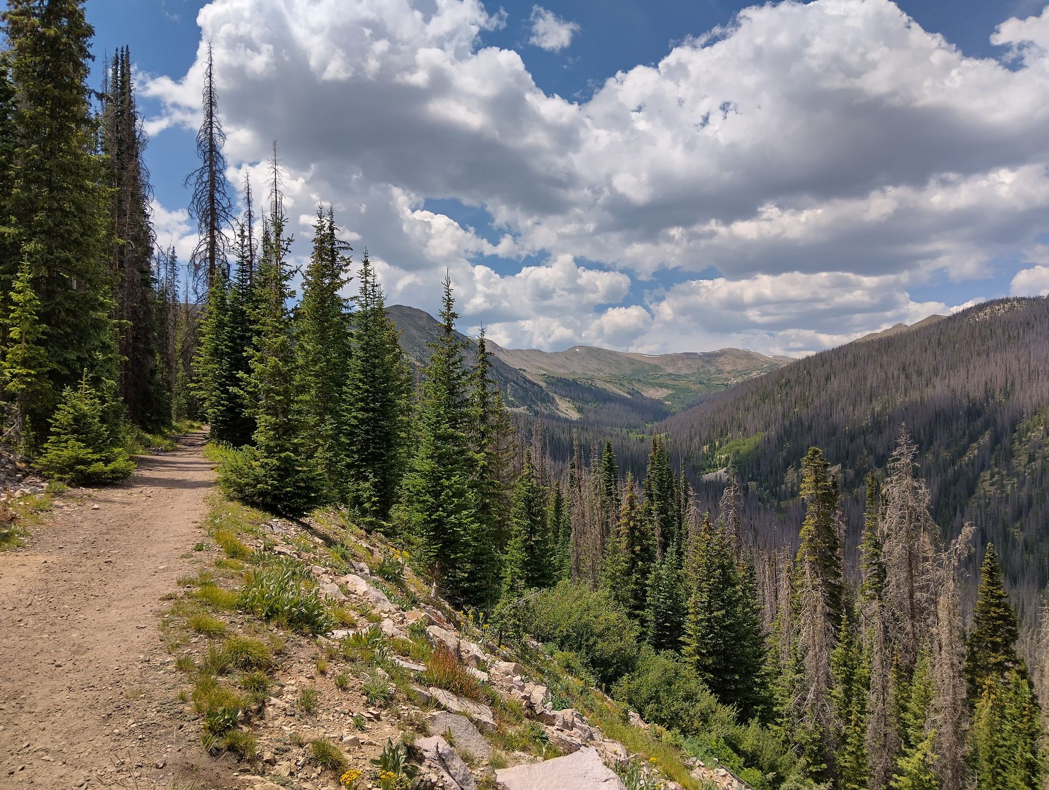 A dirt path winds through a sunny mountain forest with a valley view. - CDT Alpine Tunnel Loop