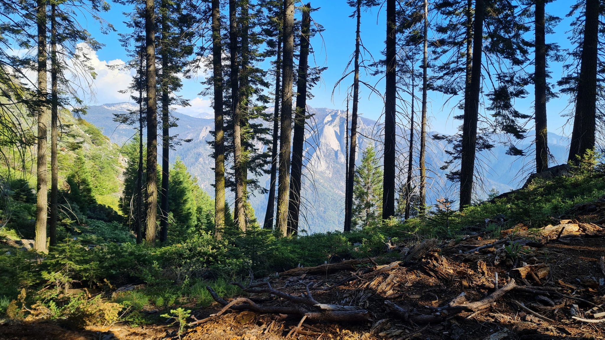 Tall forest trees frame distant, hazy mountains under a clear blue sky. - High Sierra Trail