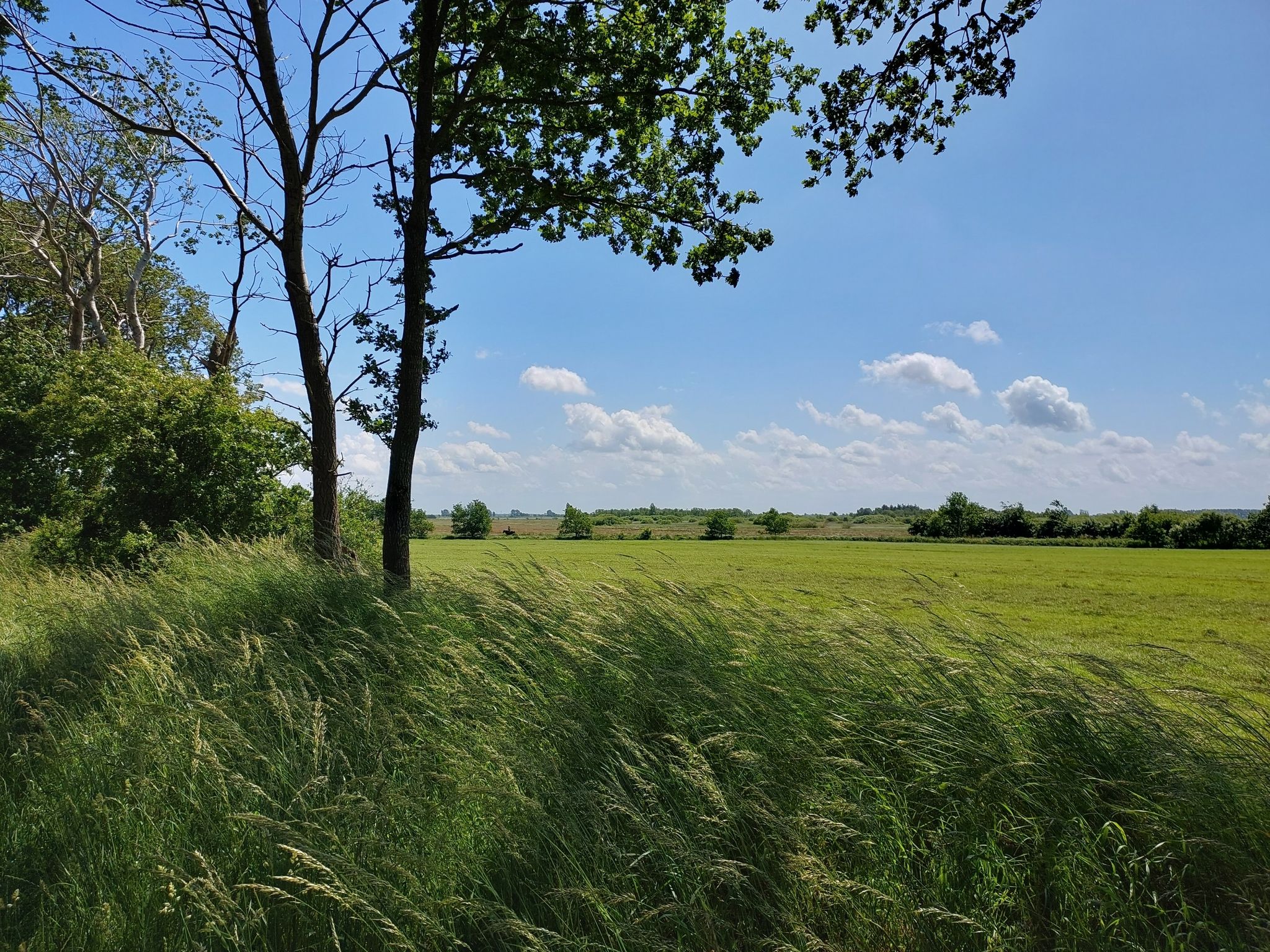 Drager Moor