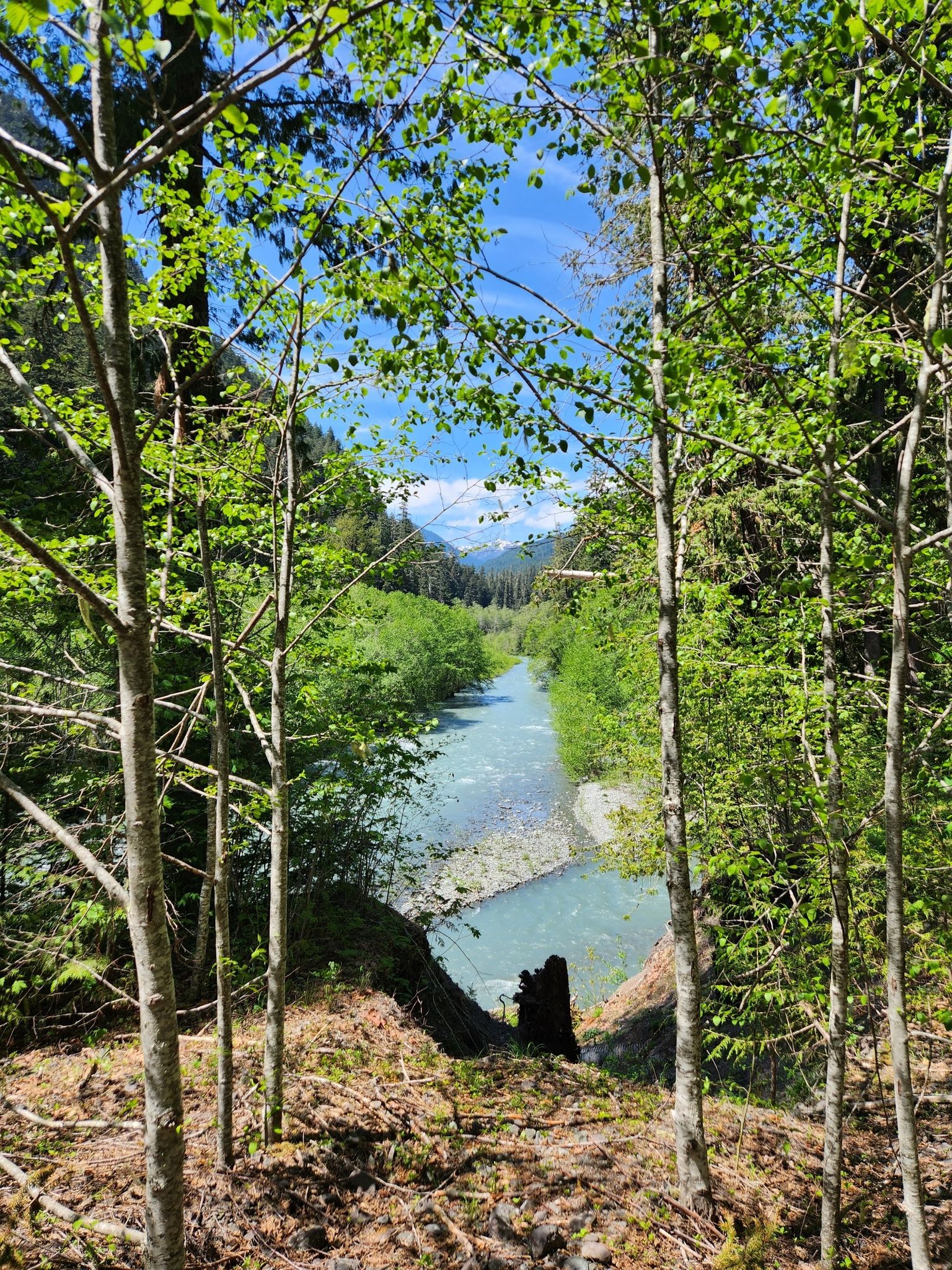 Bright blue river seen through green trees on a sunny day. - Dosewallips River Road Trail