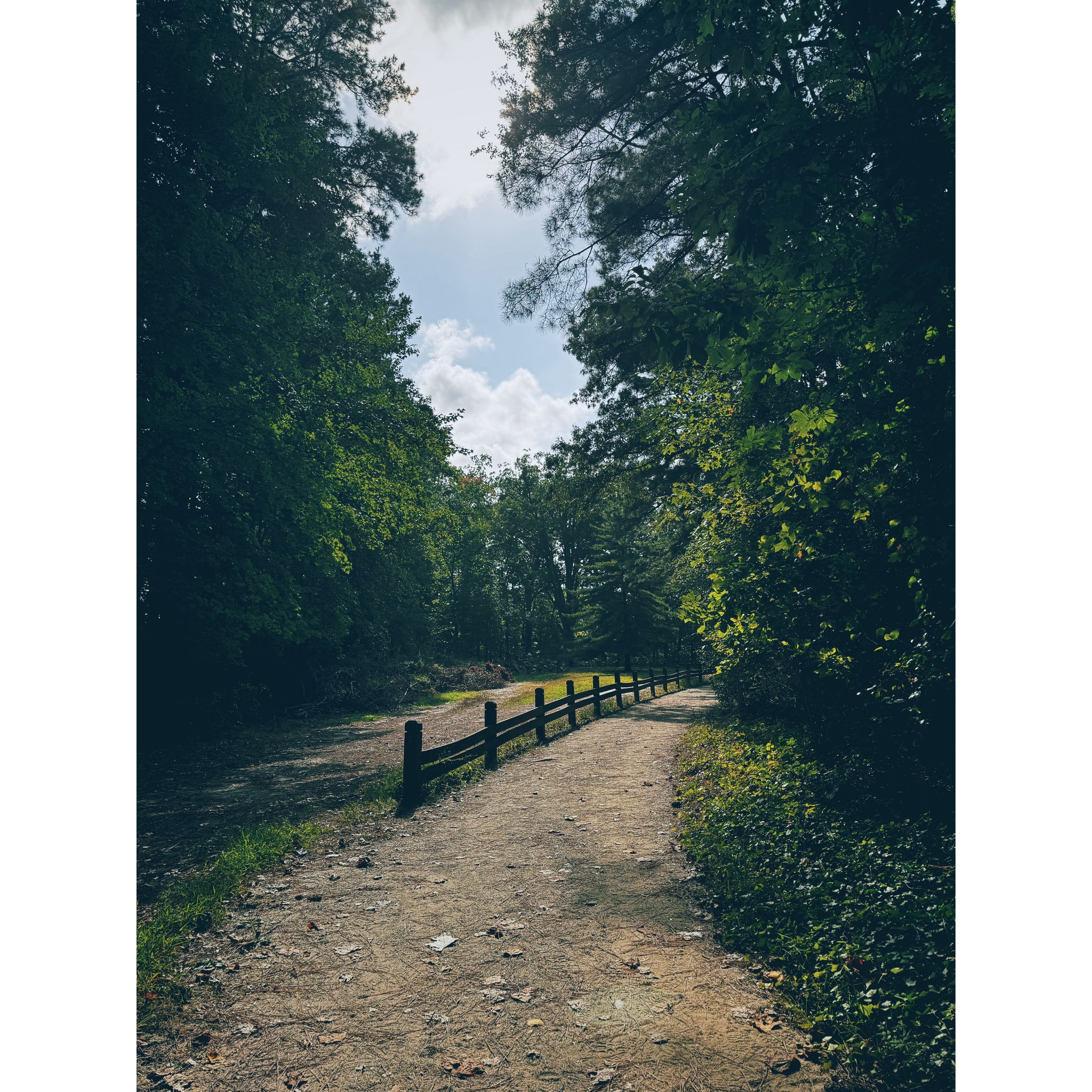 Dirt path with a wooden fence winding through a sunlit forest. - Oak Tree Overlook loop from Temple Sinai