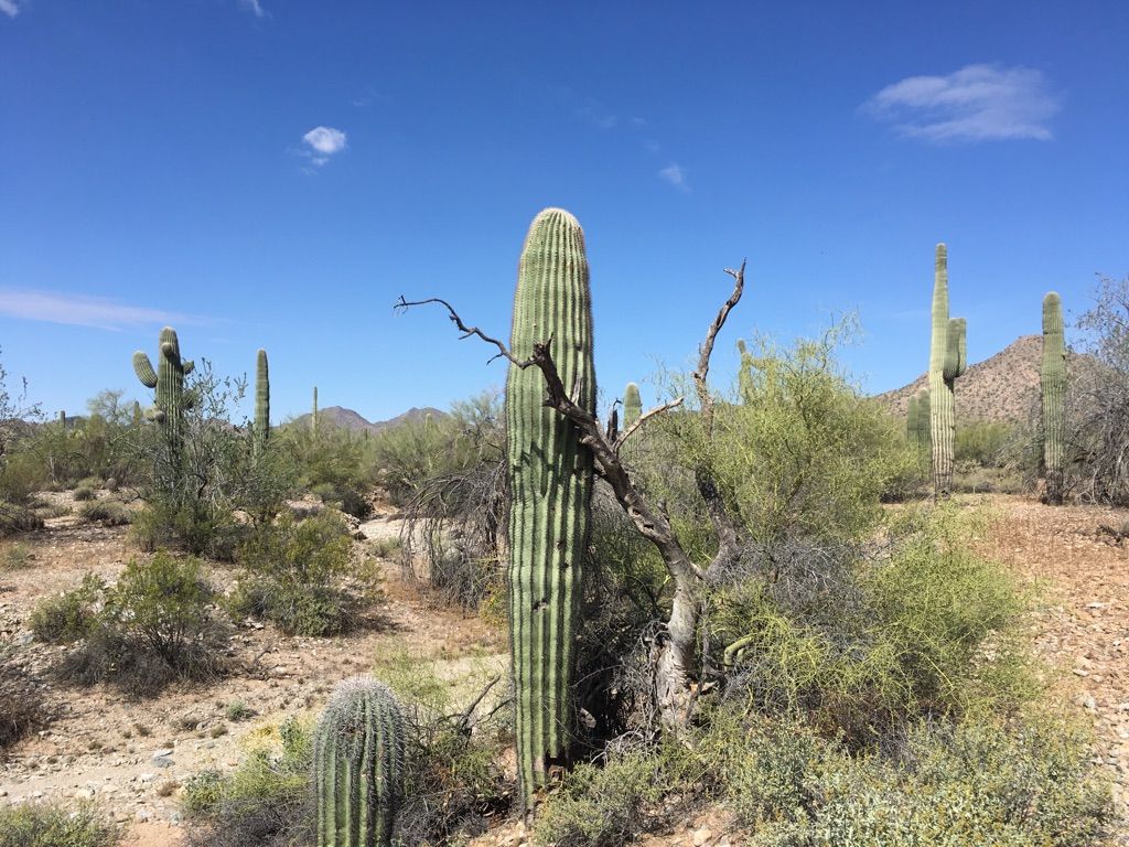A large saguaro cactus stands prominently in a sunny desert landscape. - Stargazer Lookout loop from San Tan Mountain Regional Park