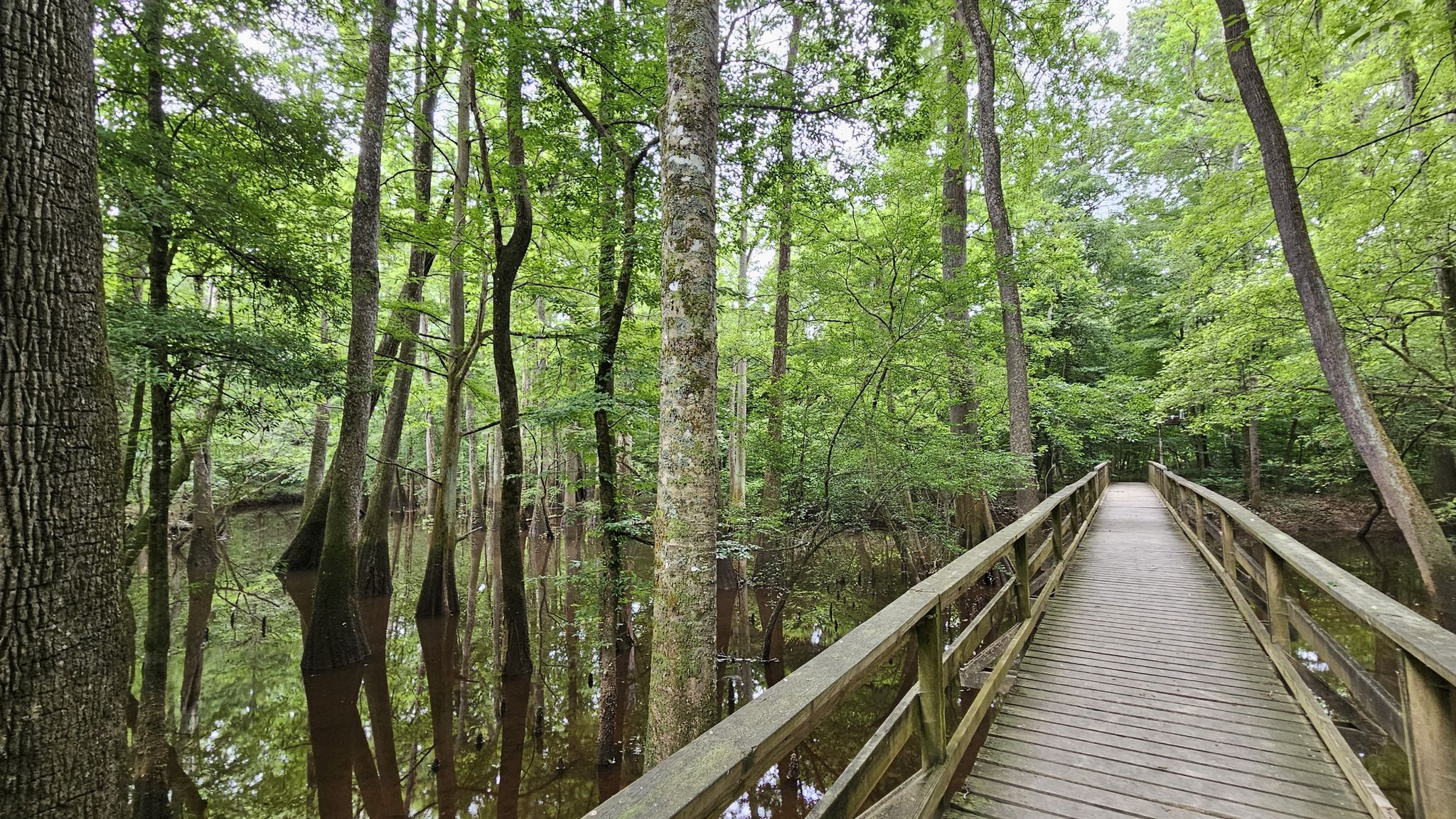 Long wooden boardwalk bridge over dark, reflective swamp water and green trees. - Sims Trail