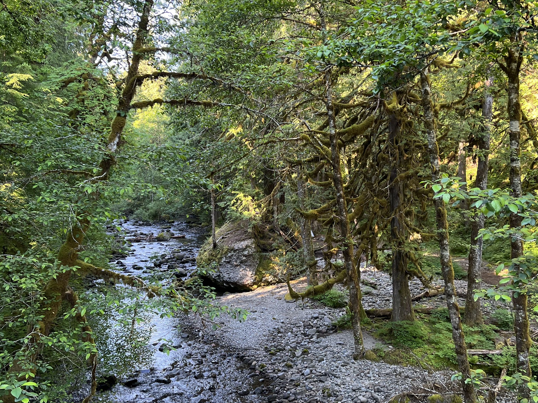 Rocky riverbed flows through a lush, mossy forest with dappled sunlight. - Salmon Butte Trail #791