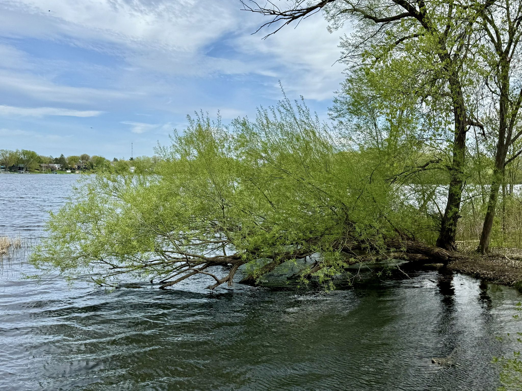 Bright green tree leaning over dark water under a cloudy sky. - Cedar Lake – Bde Maka Ska loop from Medicine Lake