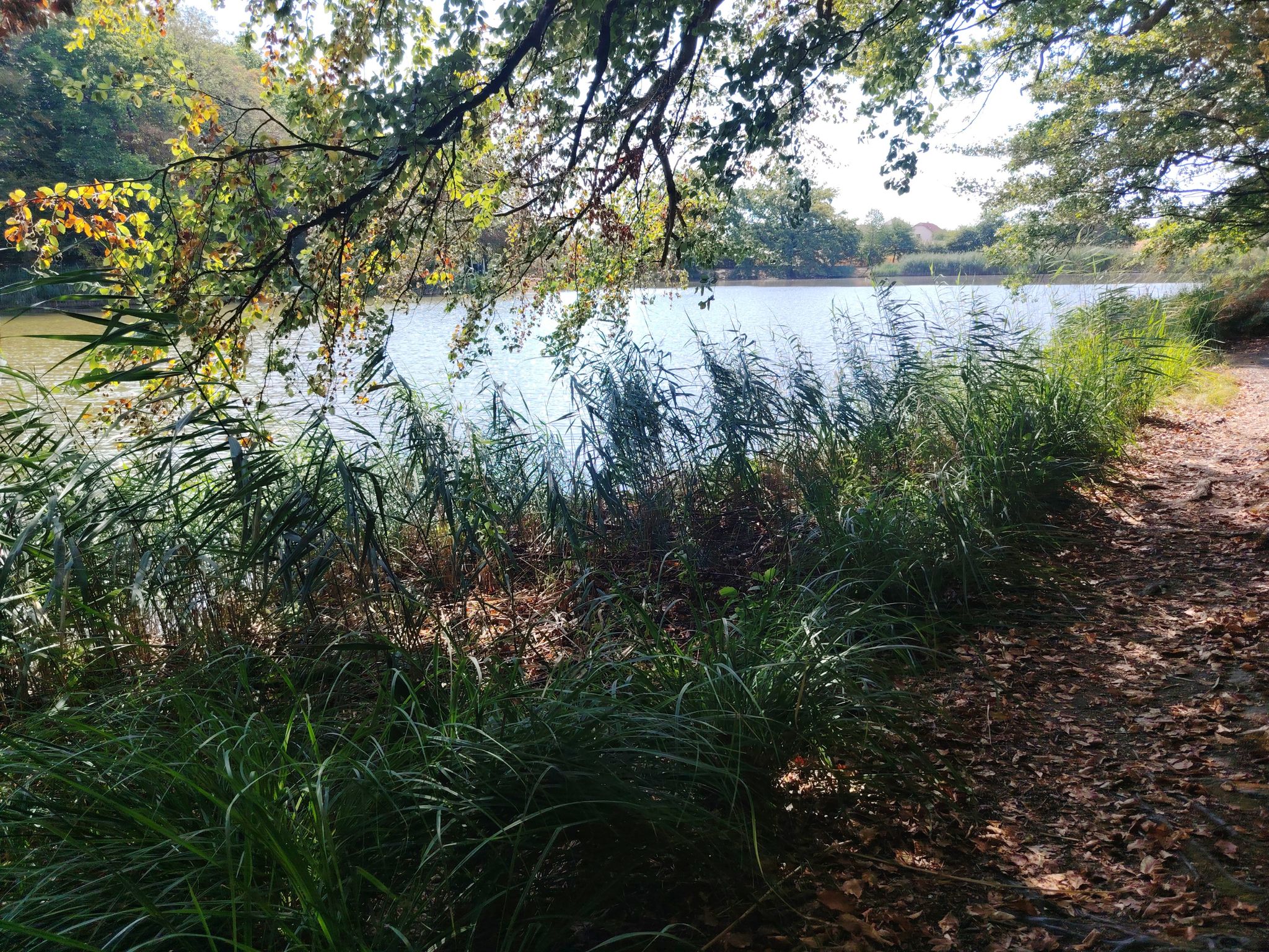 Étang 