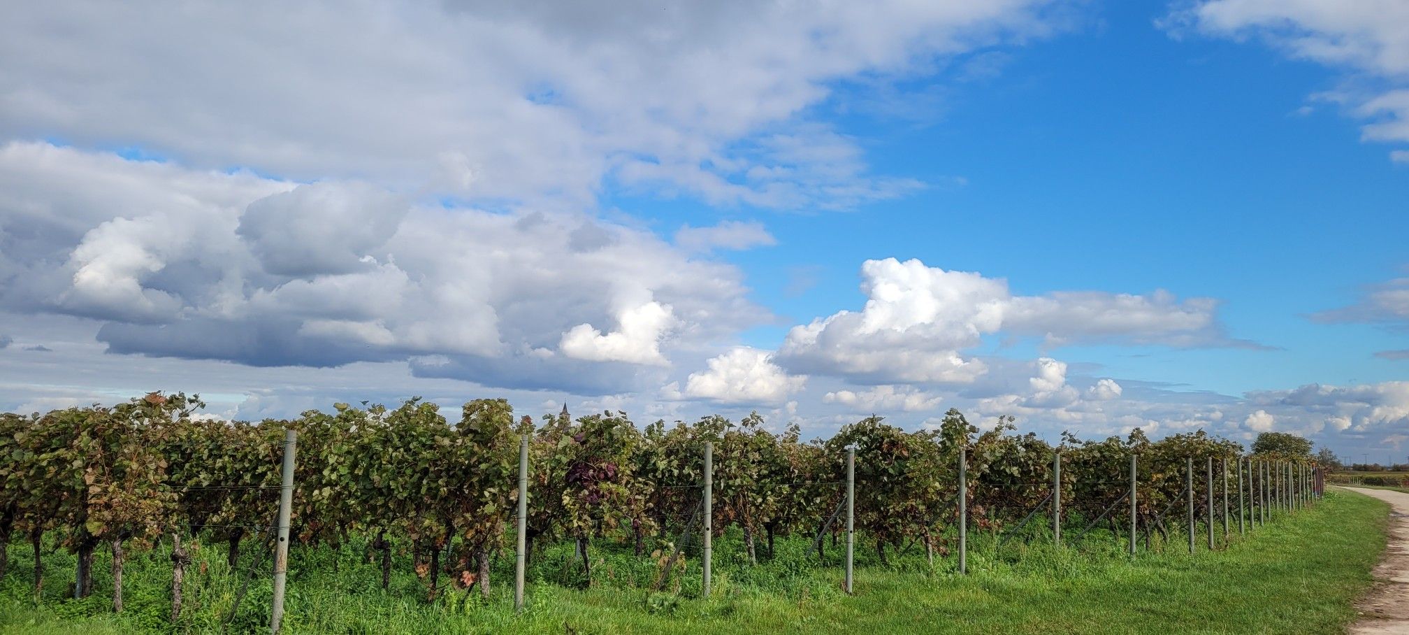 Durch die Weinberge