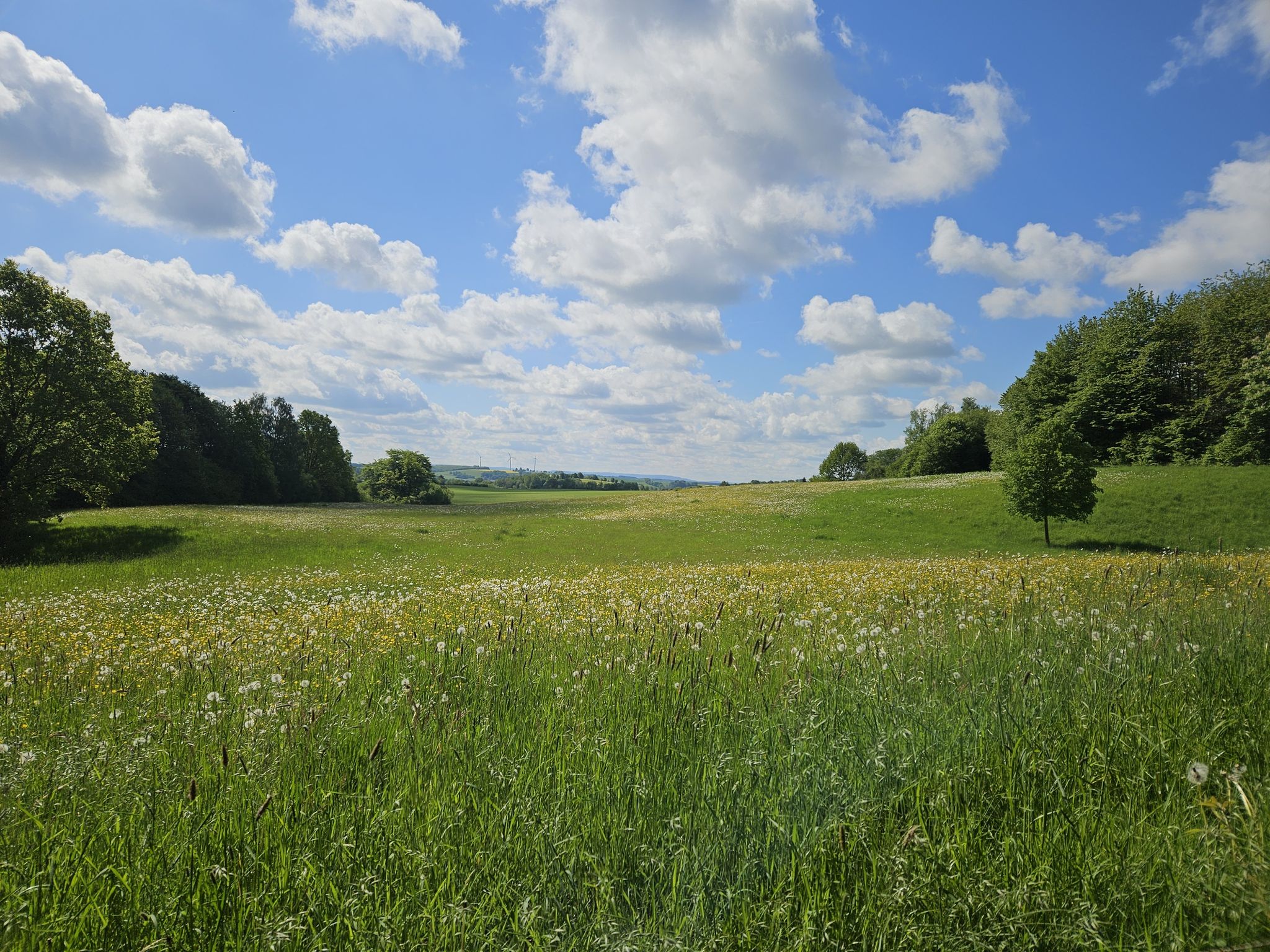 Hörden