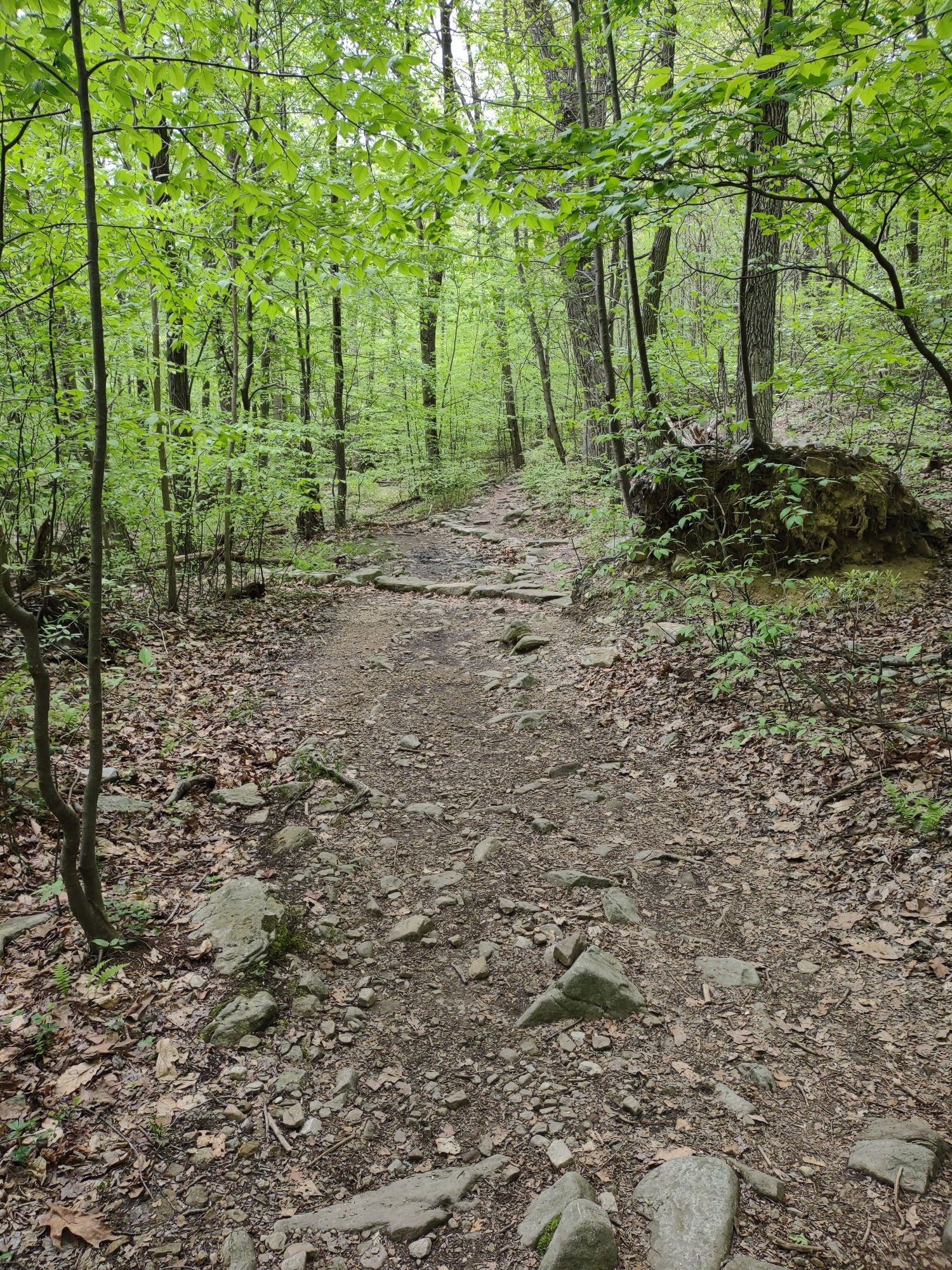 A rocky dirt path winds through a vibrant green, sun-dappled forest. - Flat Rock Loop Trail