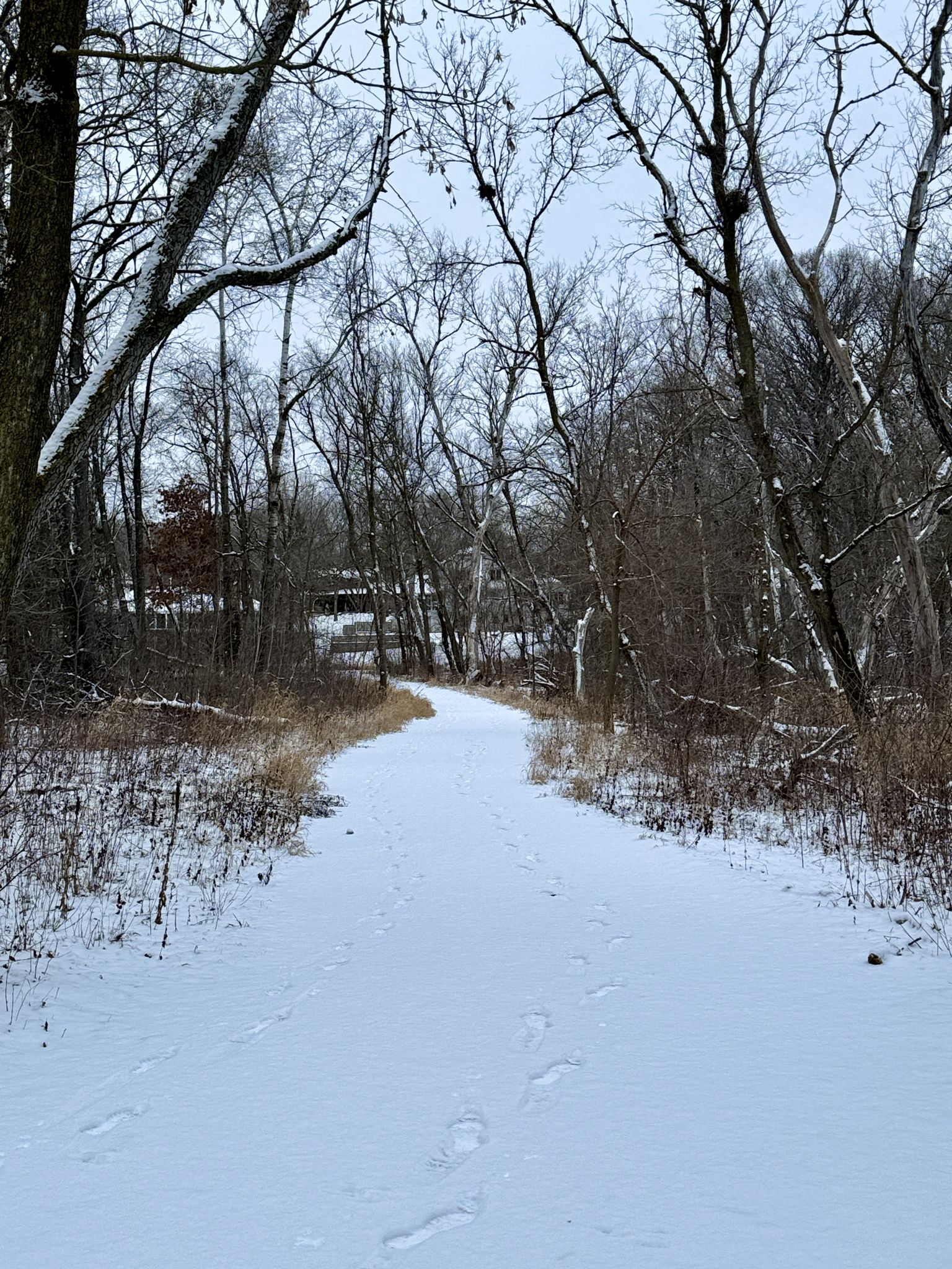 Snow-covered path winding through a bare winter forest under a grey sky. - Victoria-Evergreen Park Loop