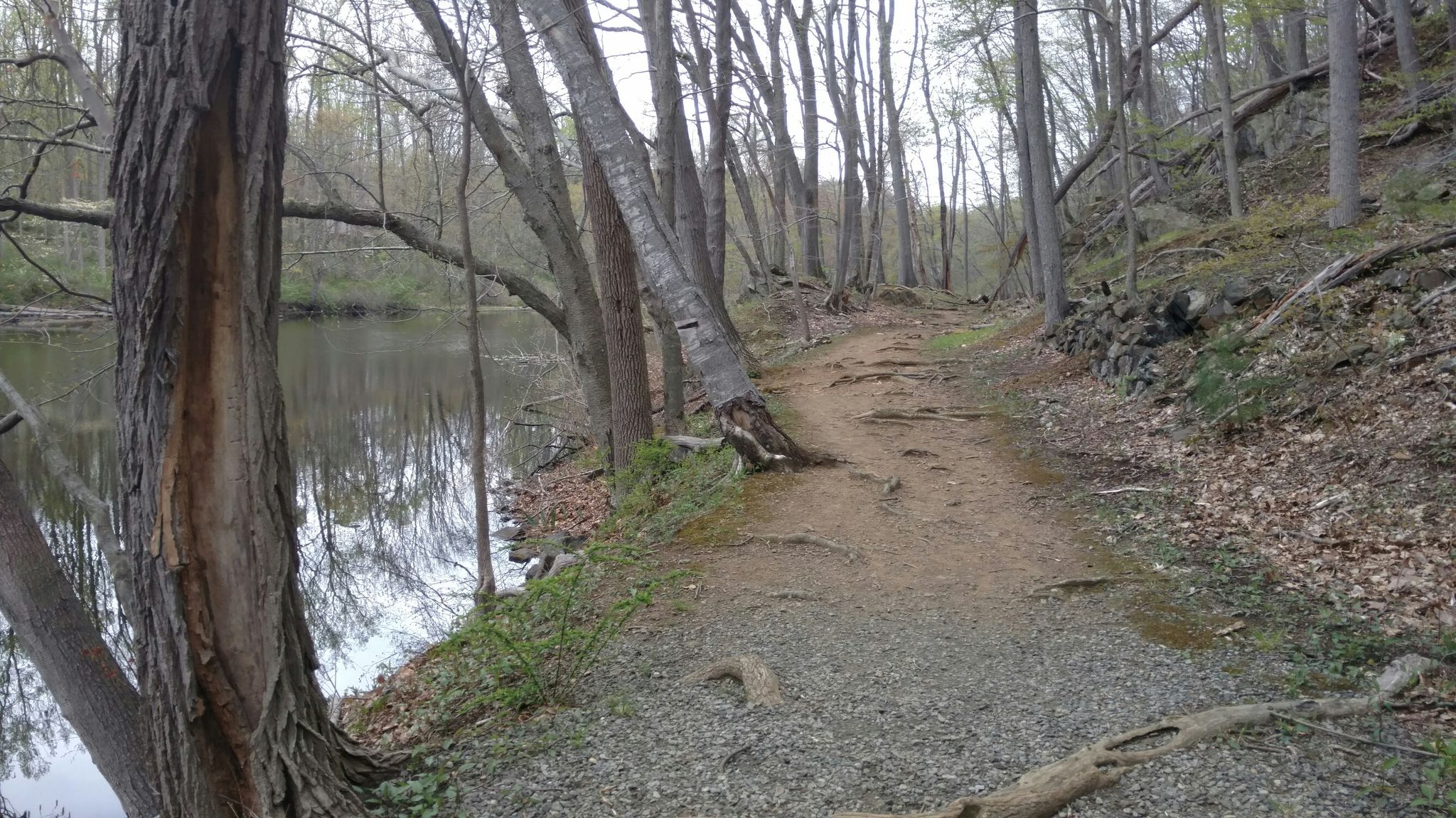 A narrow dirt path follows a calm river through a dense, green forest. - Black River Trail Loop