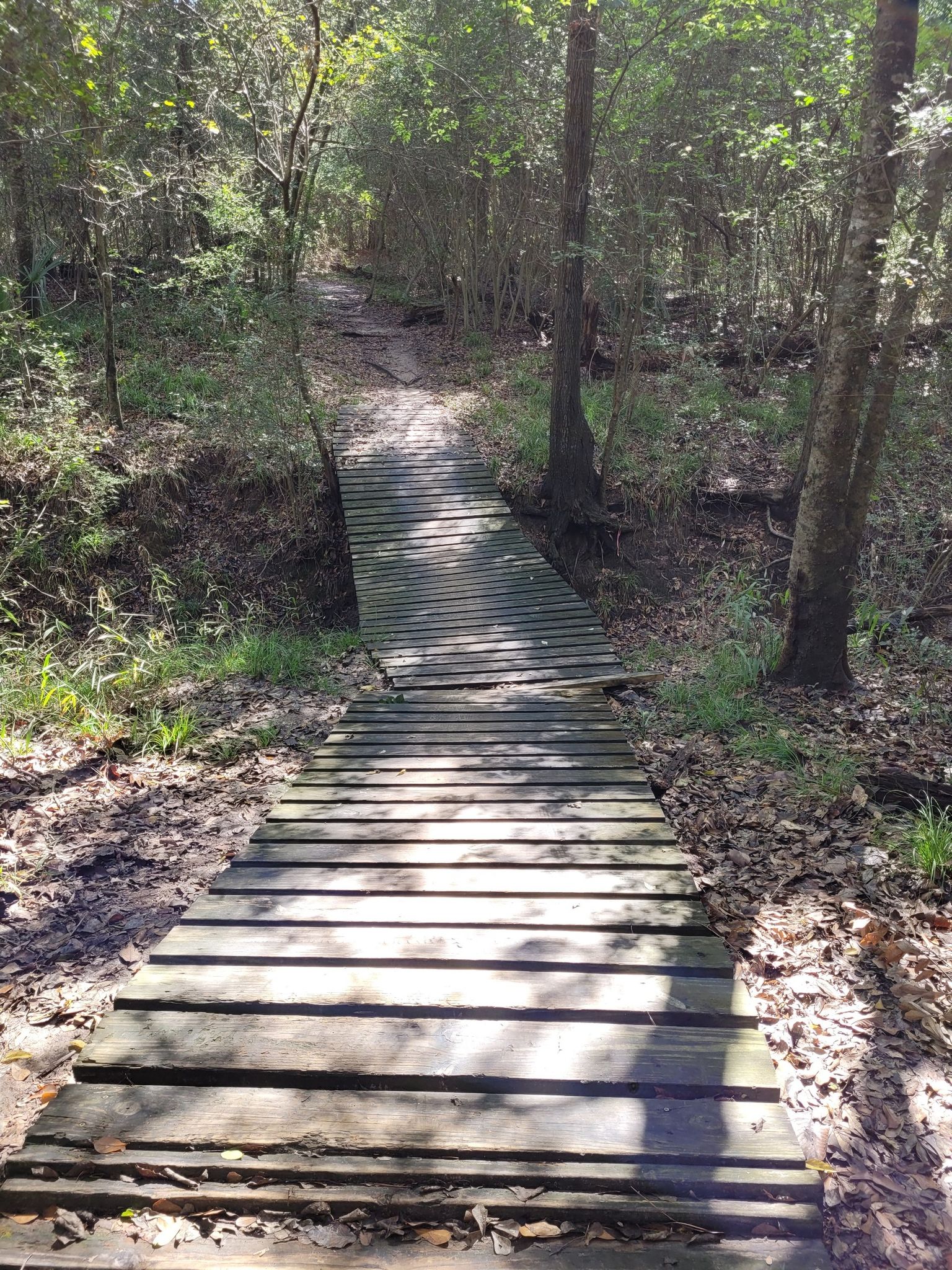 A wooden boardwalk leads through a sun-dappled forest path. - Cypresswood Trail
