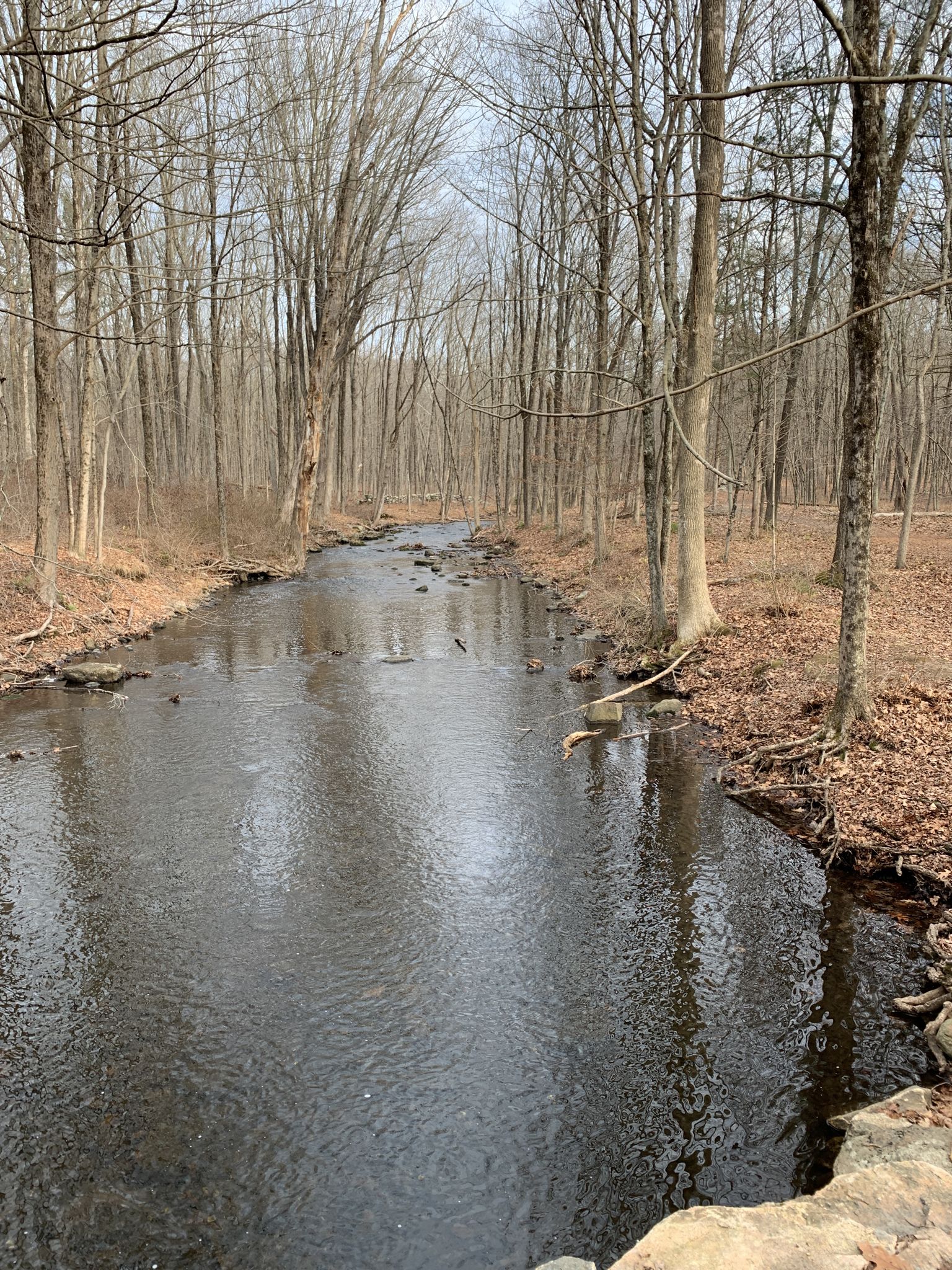 A calm stream flows through a bare winter forest under a bright sky. - Deer Hollow, Cross River, and Fox Hill Trail Loop