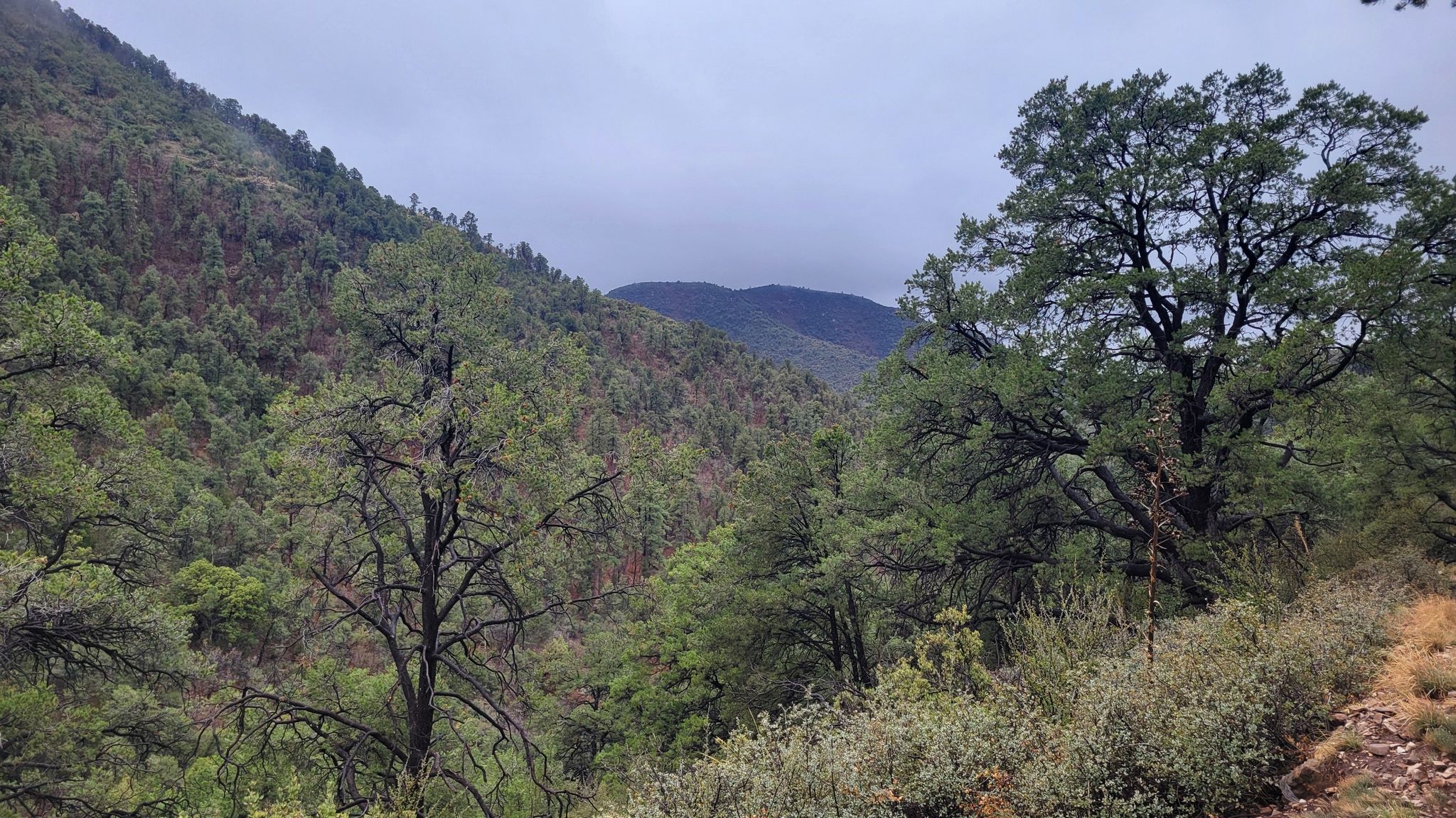 Dense green forest covers steep mountains under a cloudy sky. - Yeager Canyon Loop