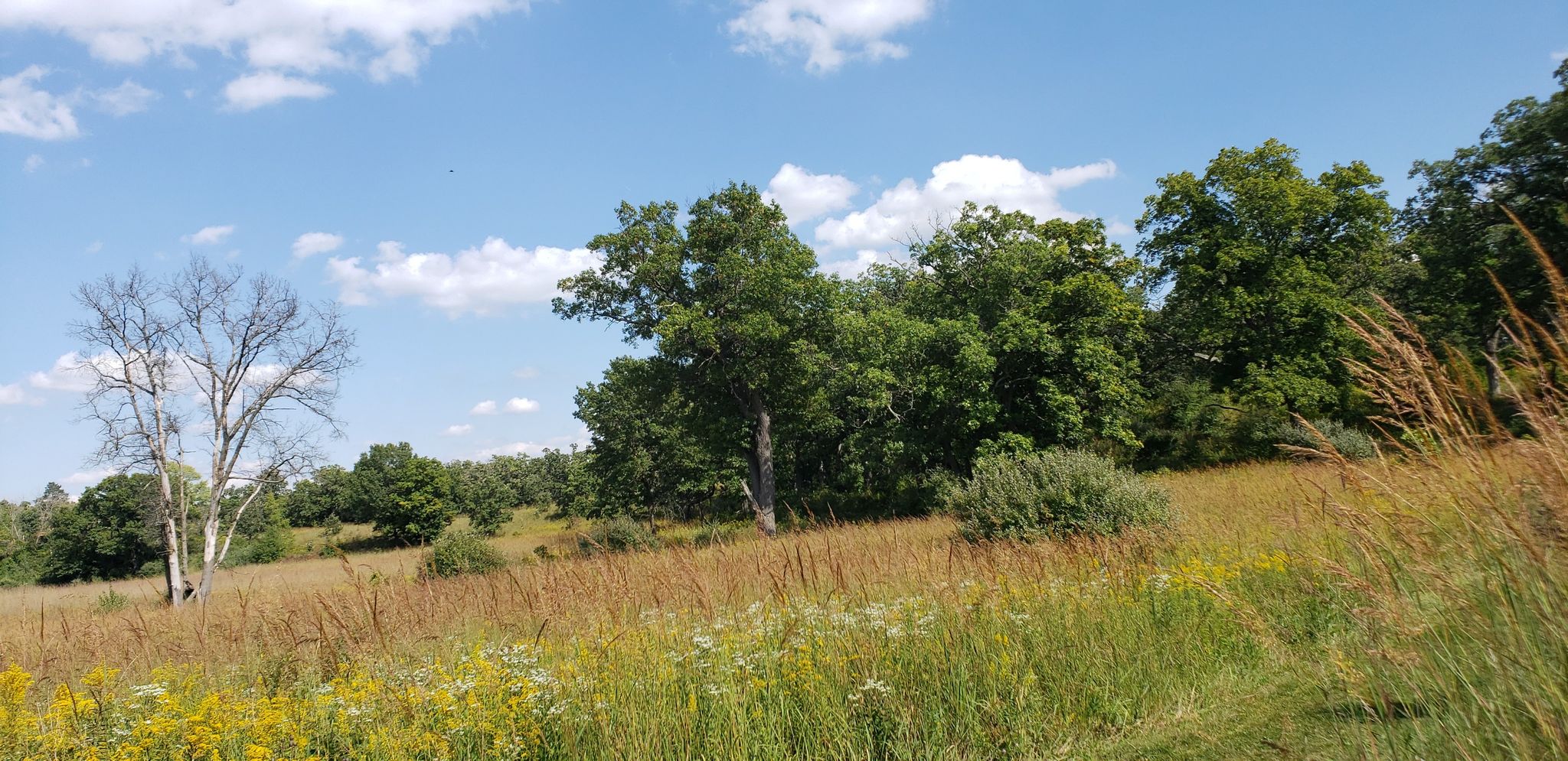 Sunny hillside with tall golden grass, green trees, and a bare tree against blue sky. - Glacial Park Conservation Area – Camelback Kame loop from Tryon Creek Woods